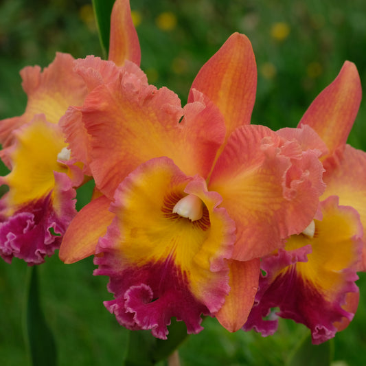 Stell av Cattleya og Laelia orkideer