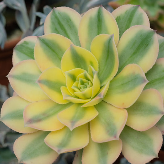 Stell av Aeonium