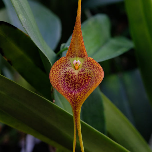Stell av Masdevallia orkideer