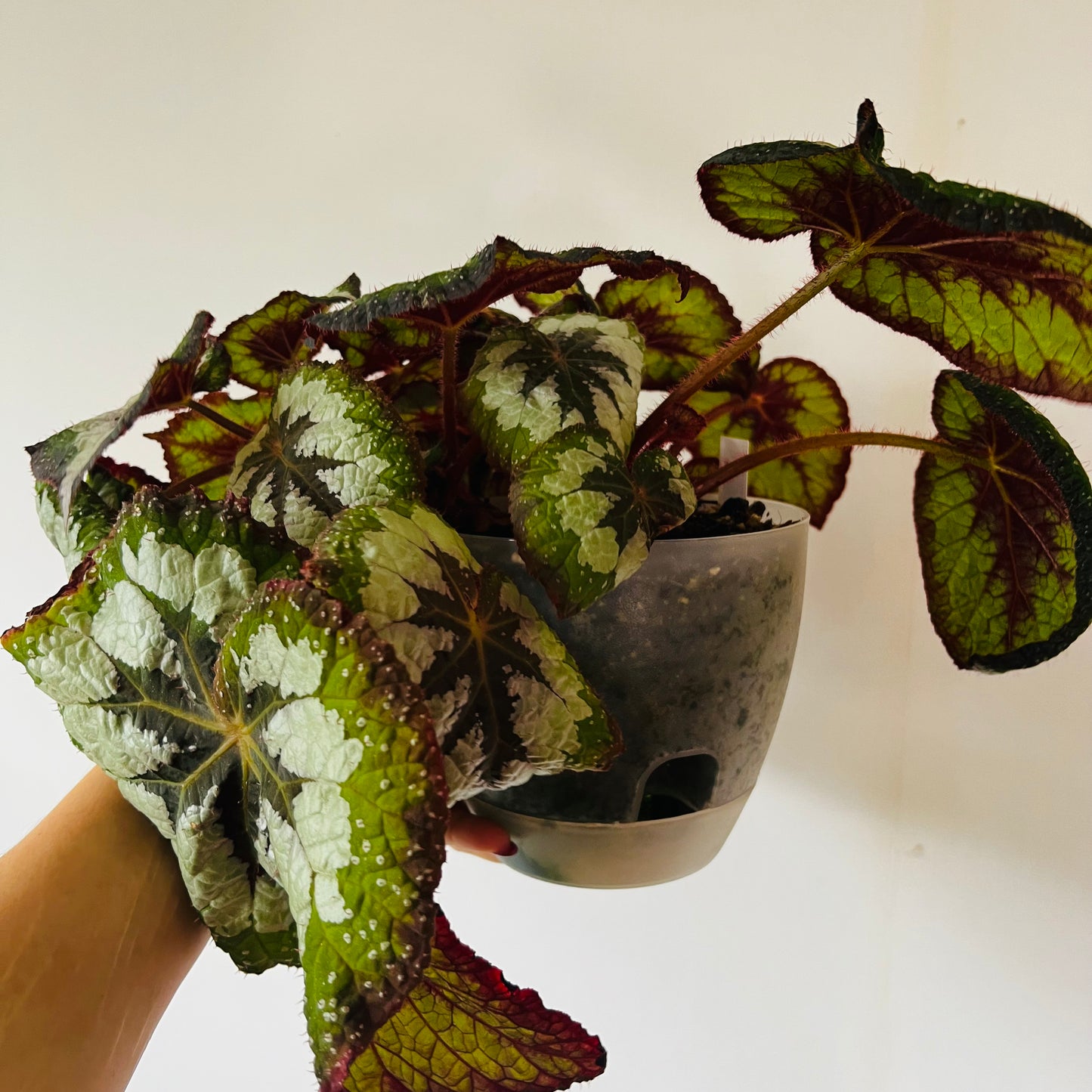 Begonia Victoria