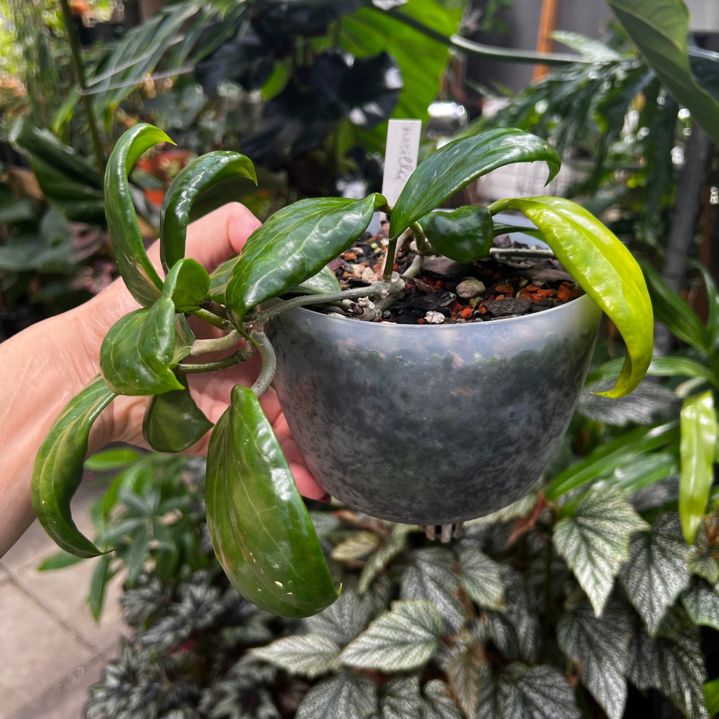 Hoya merillii