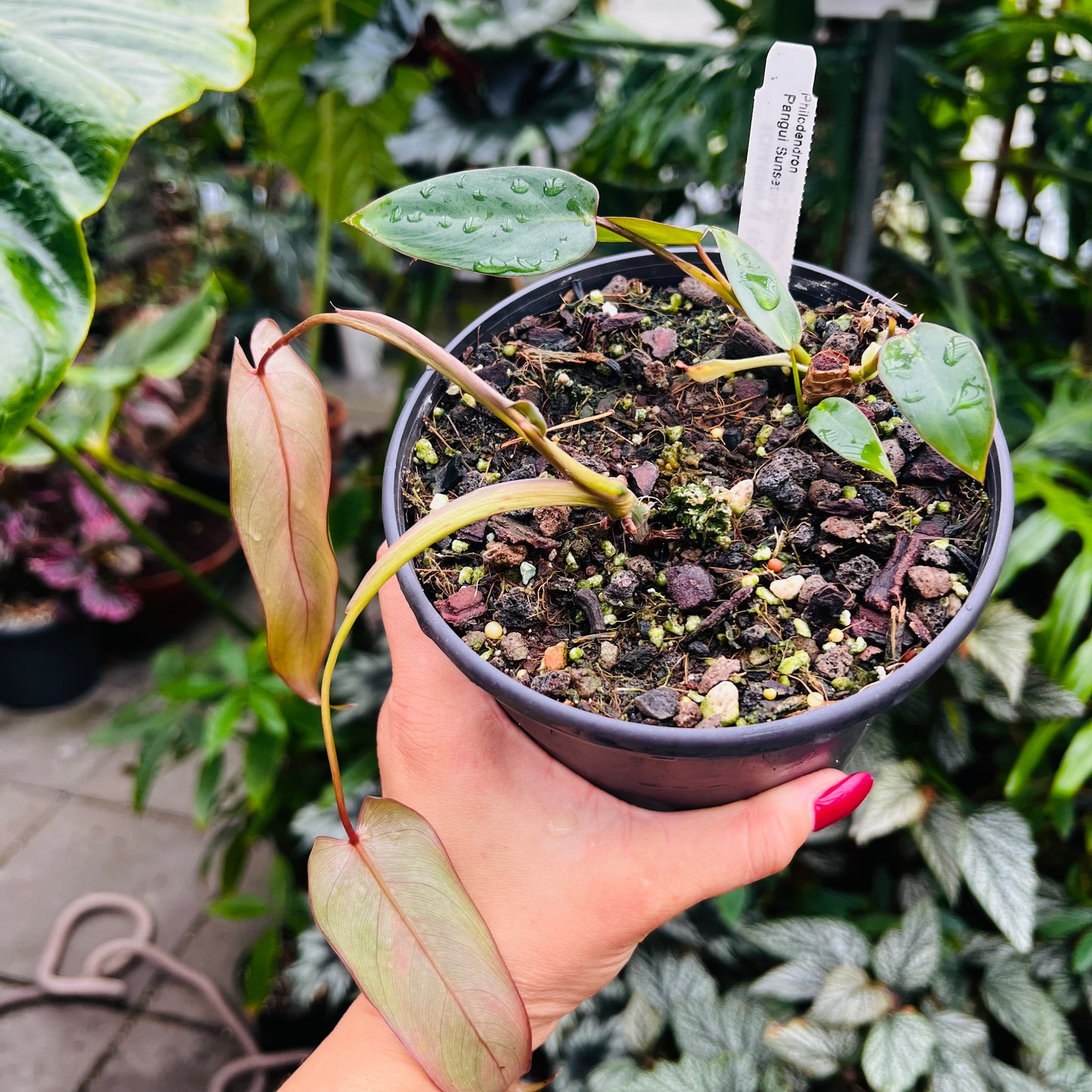 Philodendron Pangui Sunset