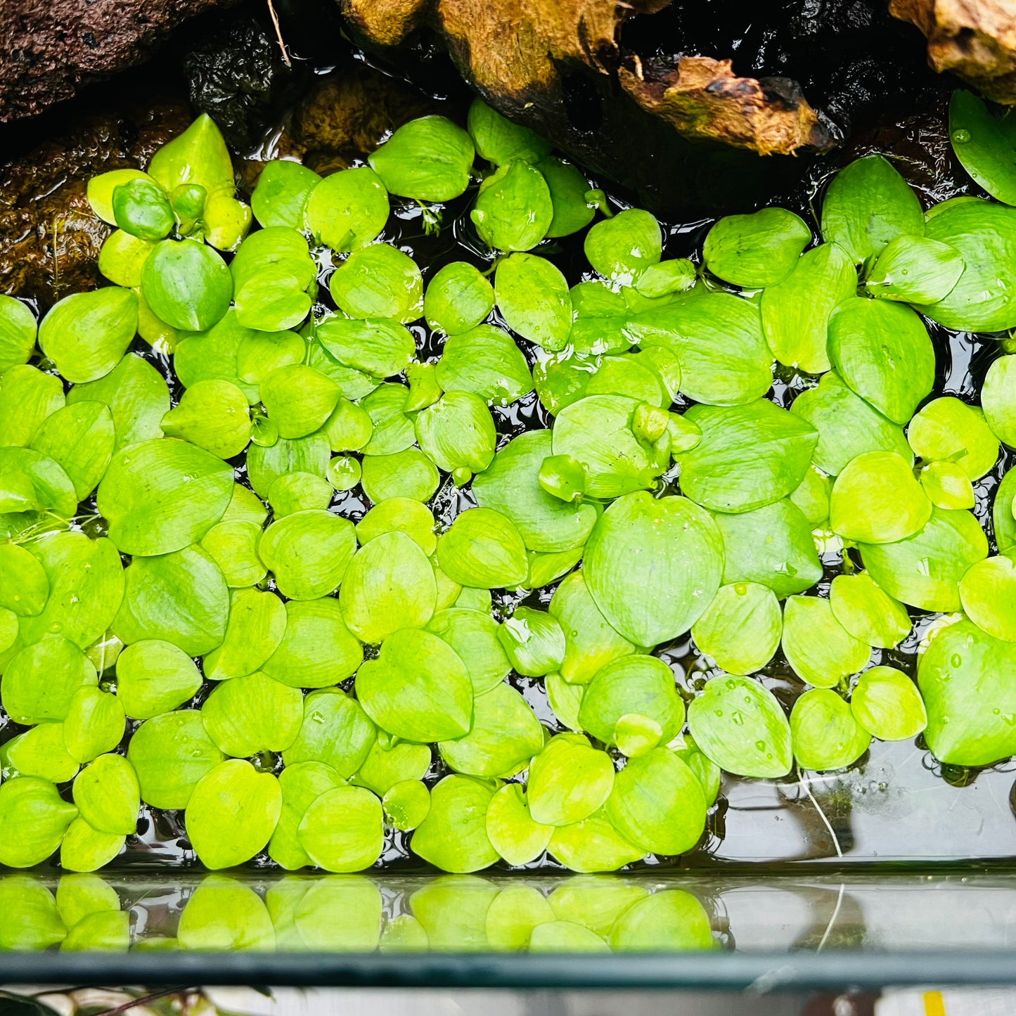 Limnobium laevigatum, 3 planter