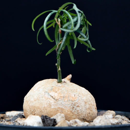 Adenia kirkii, bar root plant