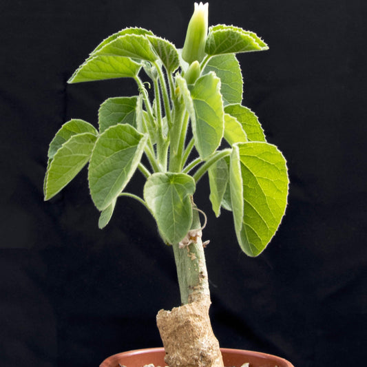 Adenia keramanthus, bar root plant