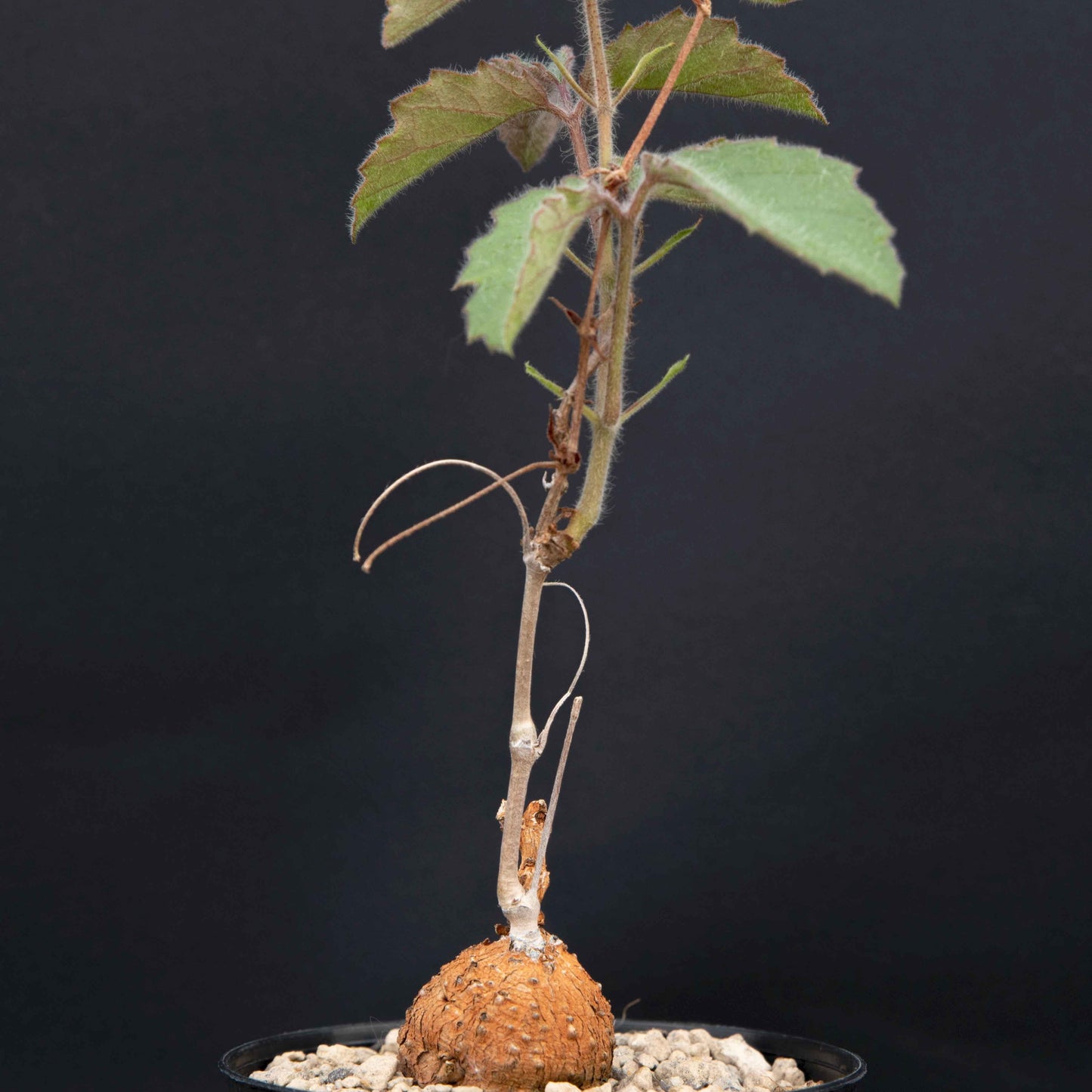 Cyphostemma adenocaule, bar root plant
