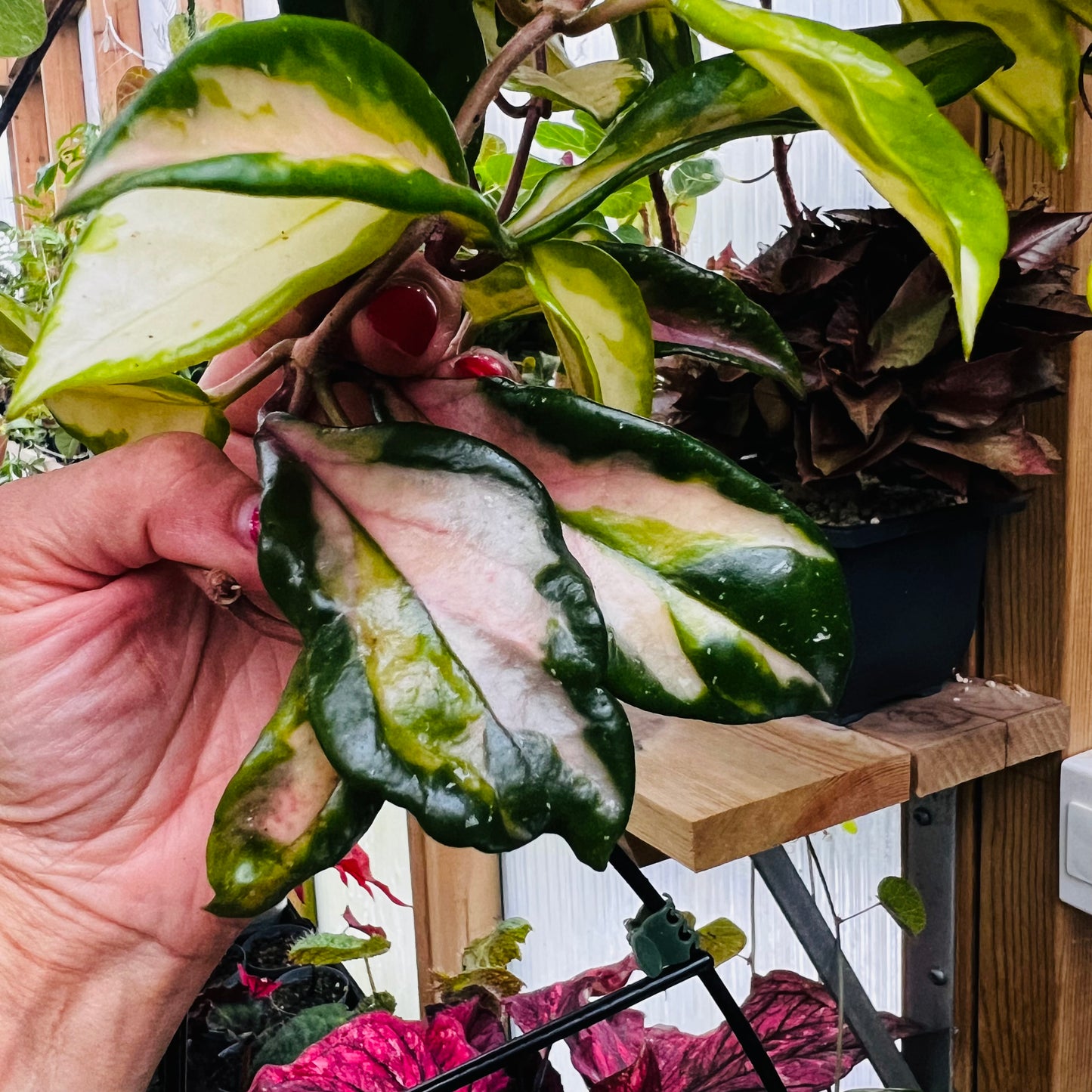 Hoya carnosa f.tricolor, uroted stikling