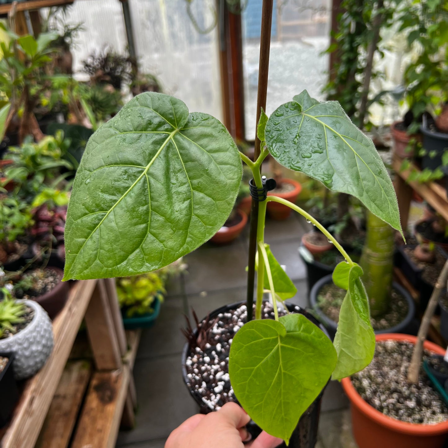 Solanum betaceum (Tamarillo), 15 cm potte