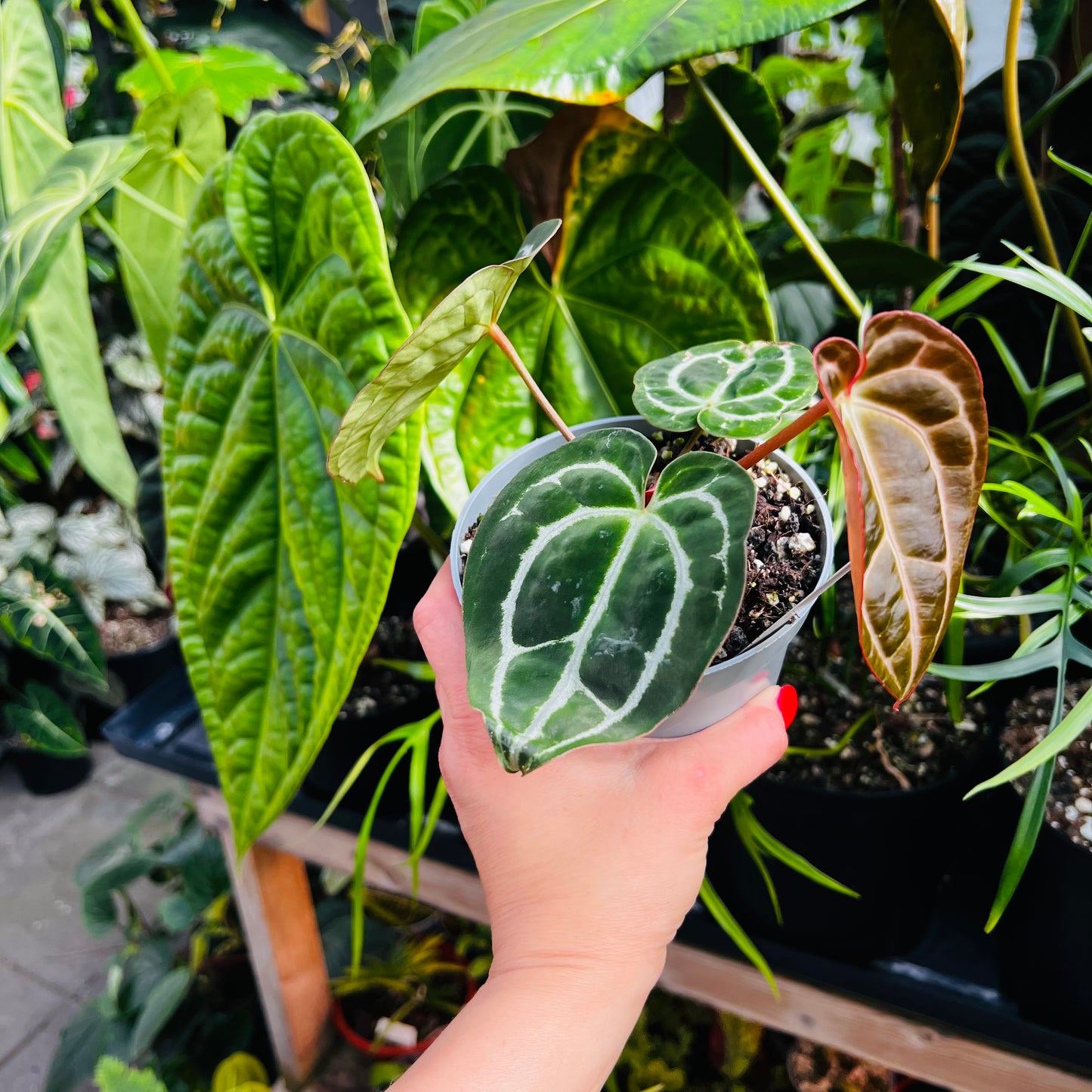 Anthurium Bigfoot x self