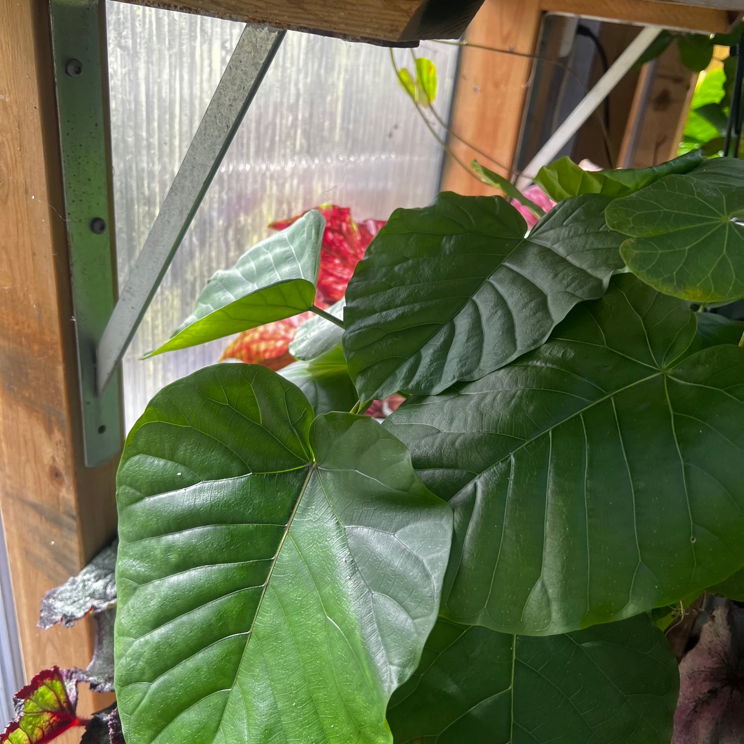 Ficus umbellata, barroted plante
