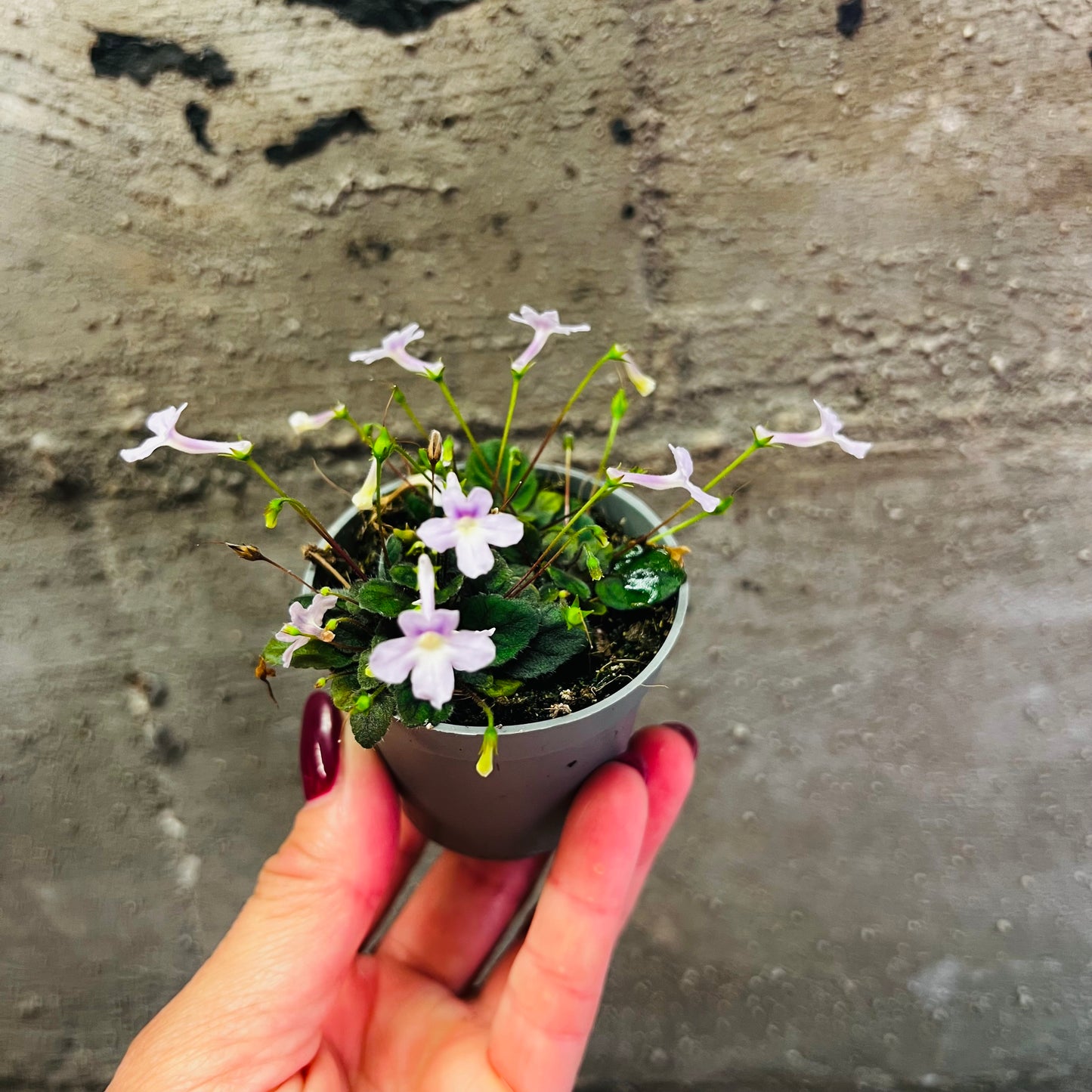 Sinningia pusilla