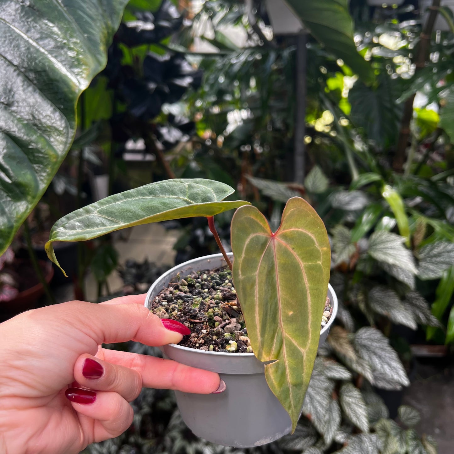 Anthurium Indo Portillae x HU/King of Spades