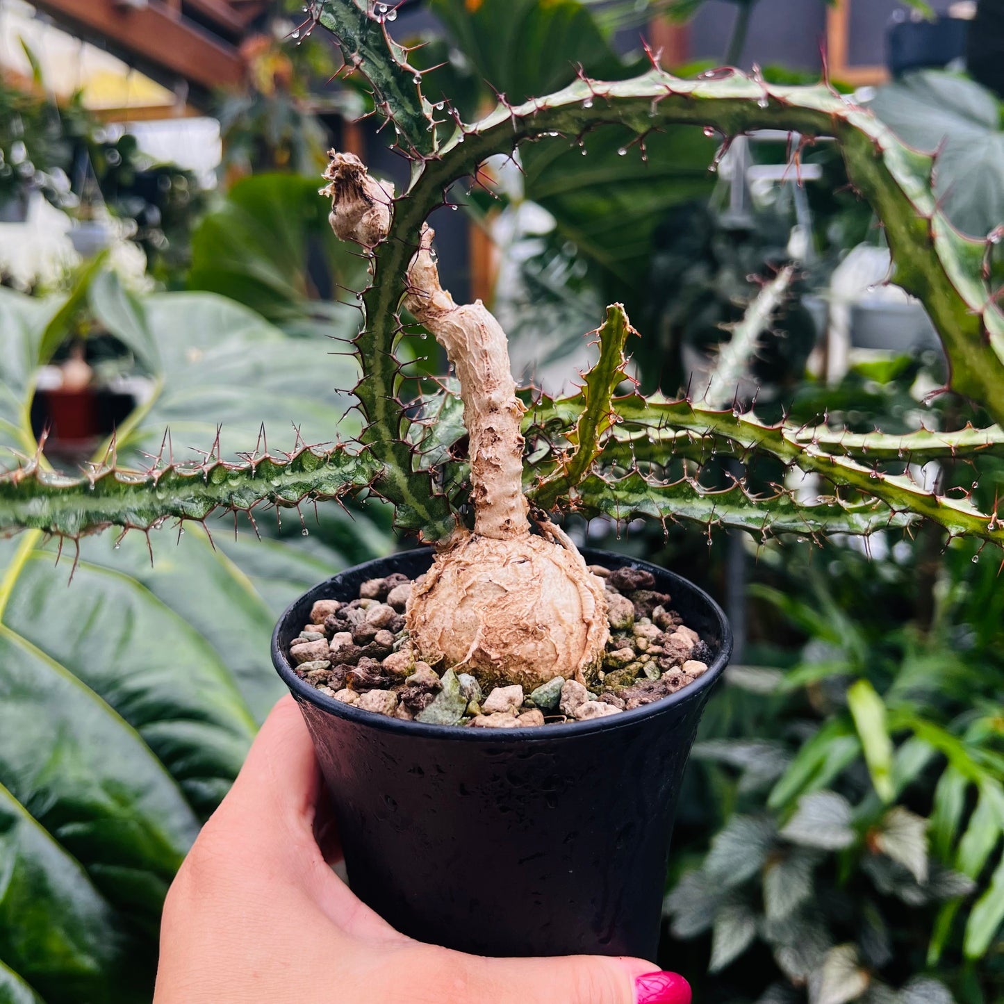 Euphorbia sp.Mutomo