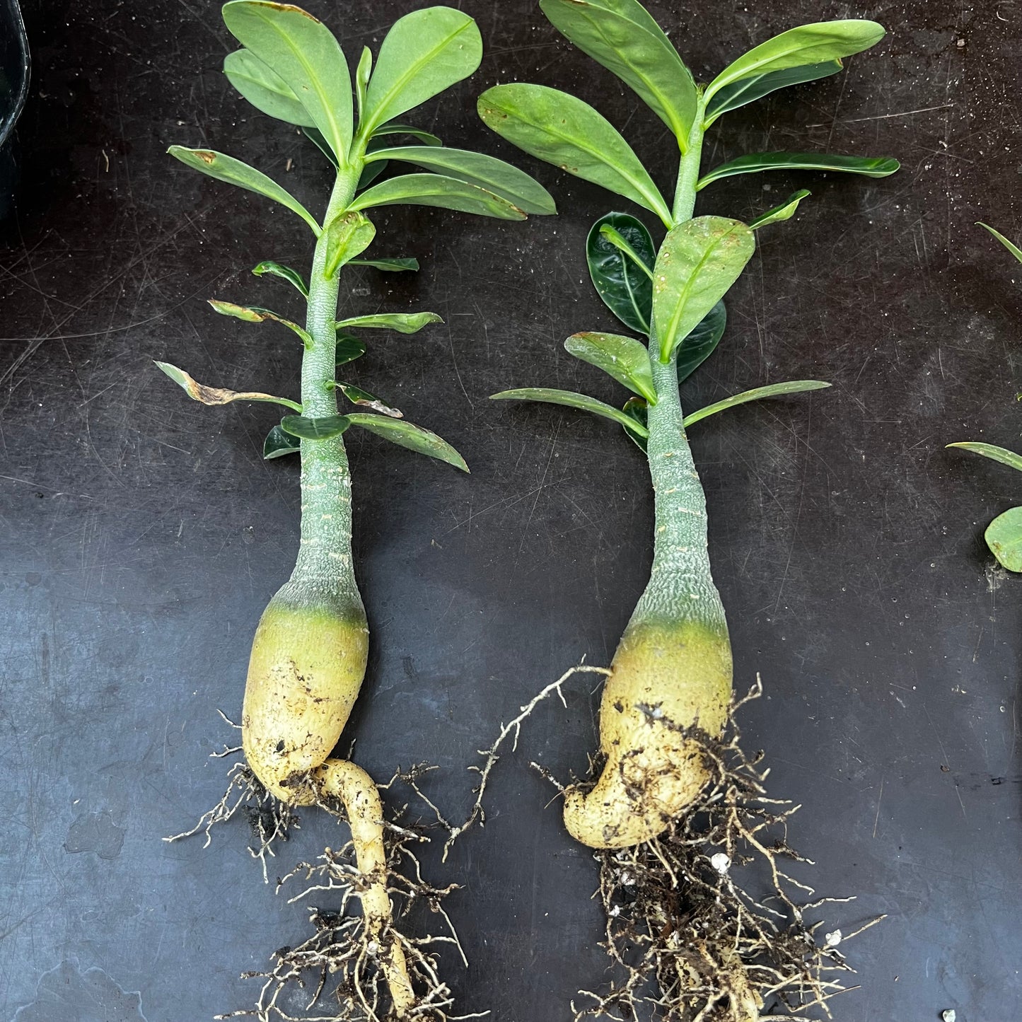 Adenium obesum, barroted plante