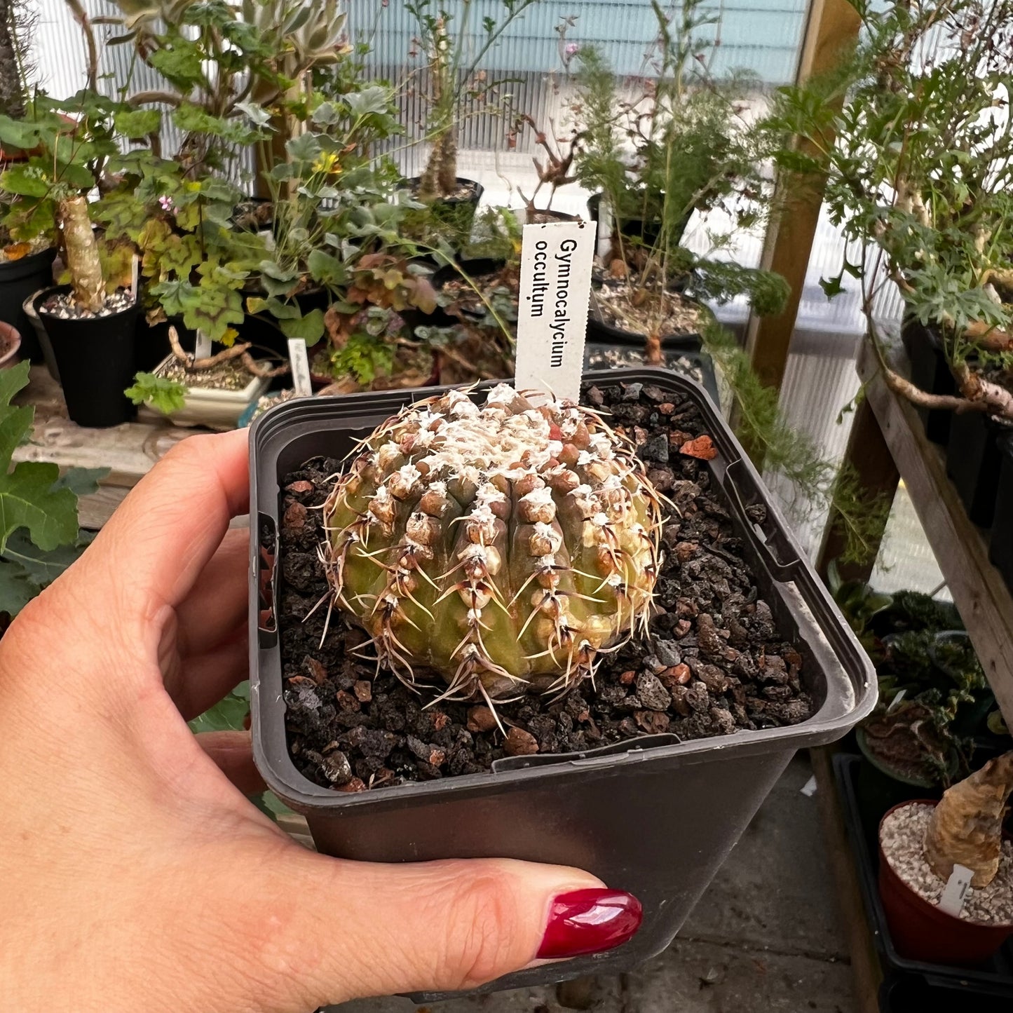 Gymnocalycium occultum