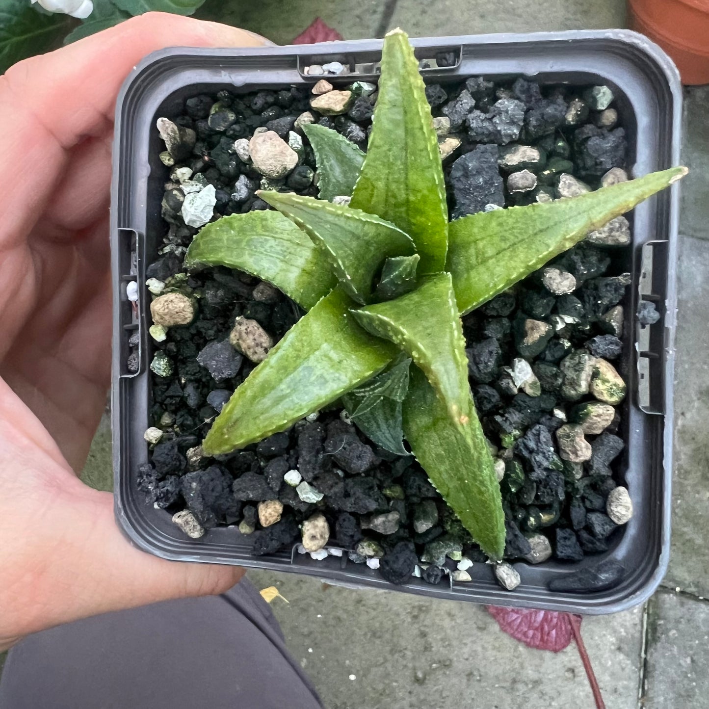 Haworthia tesselata lys