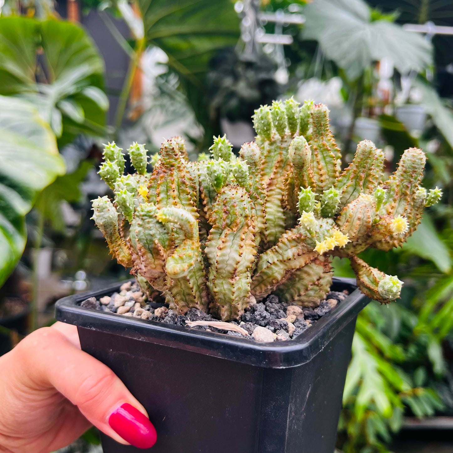 Euphorbia mammilaris f.variegata