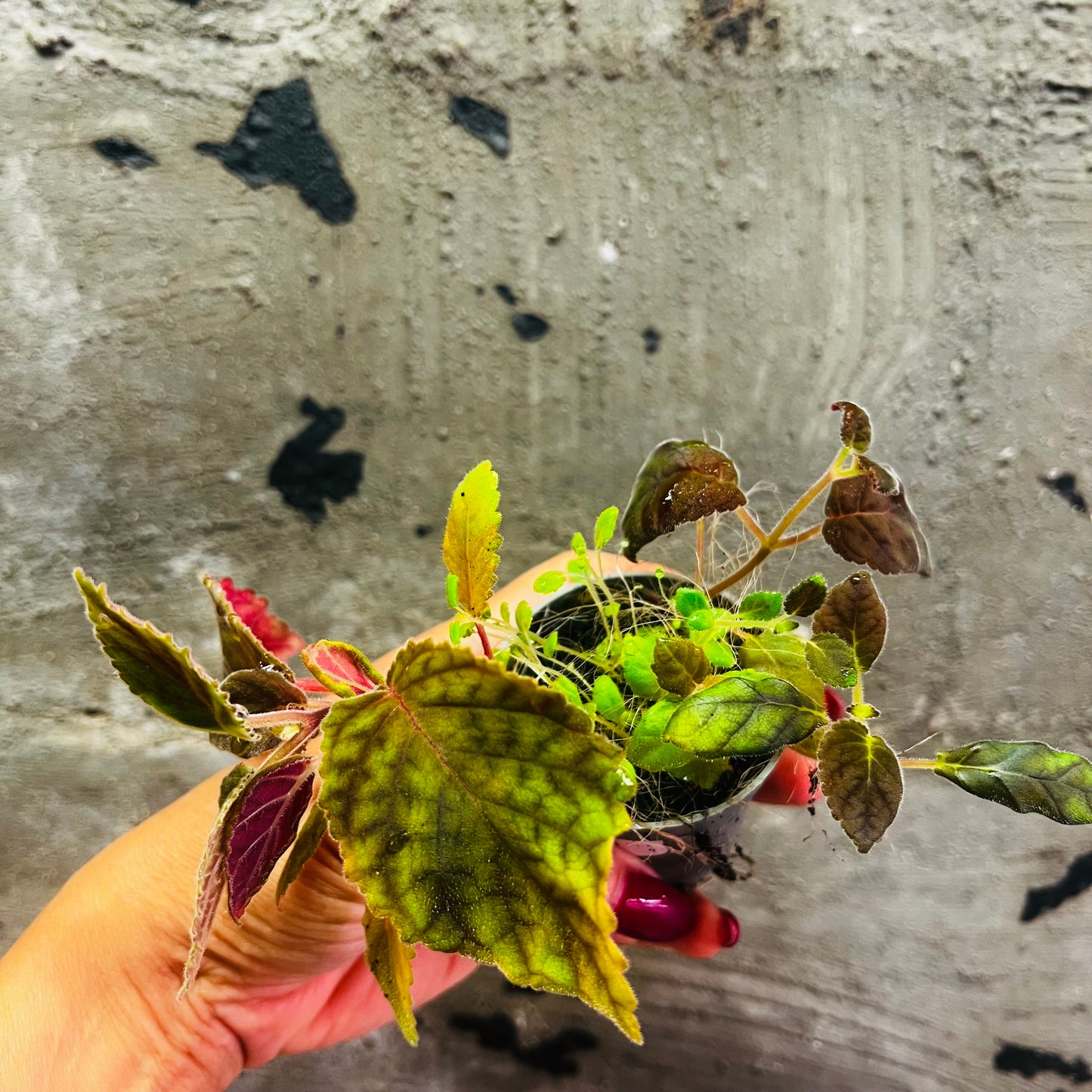 Smithiantha hibrid