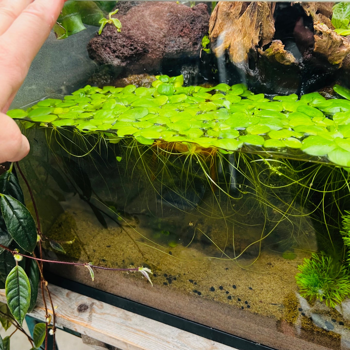 Limnobium laevigatum, 3 planter