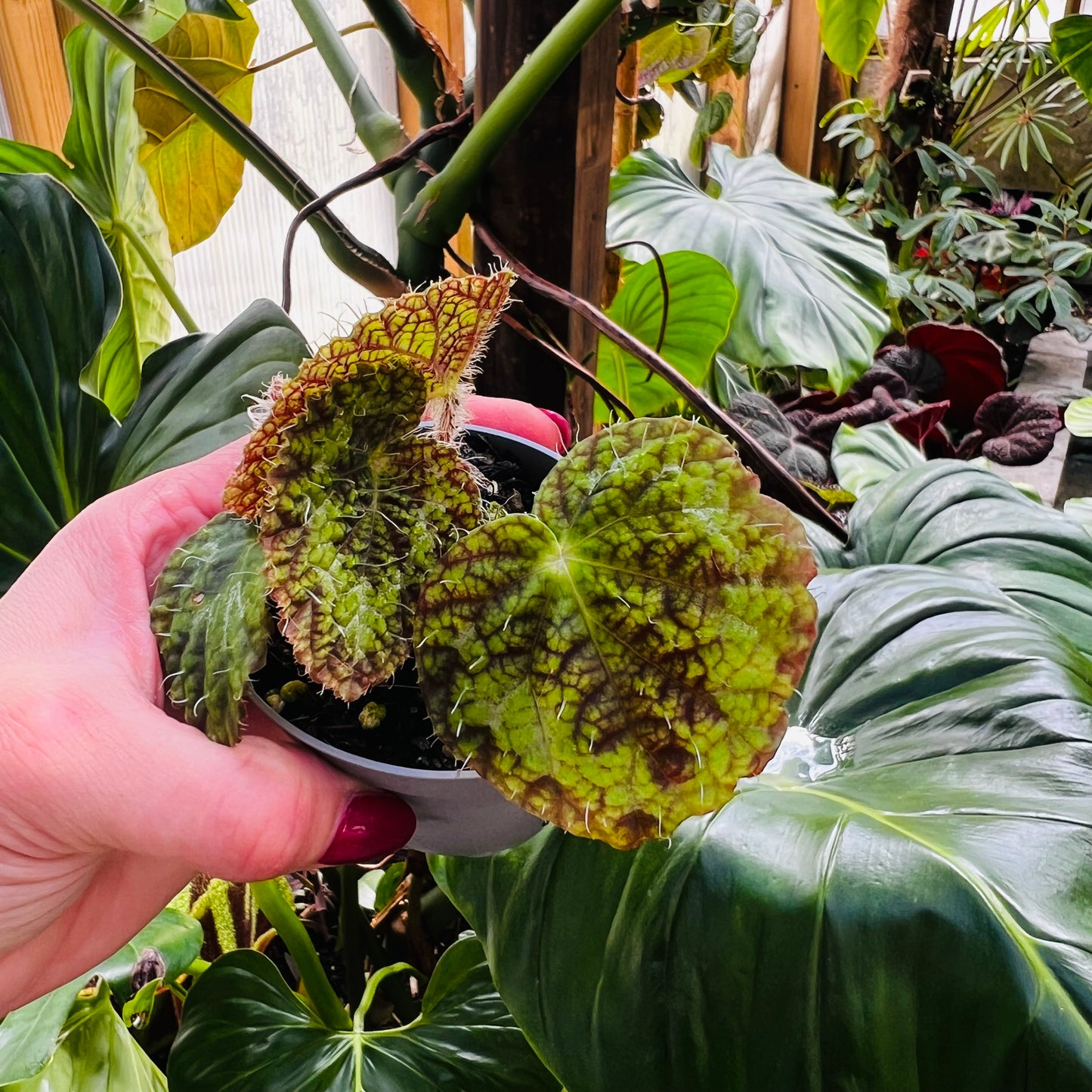 Begonia sizemoreae, 6 cm potte