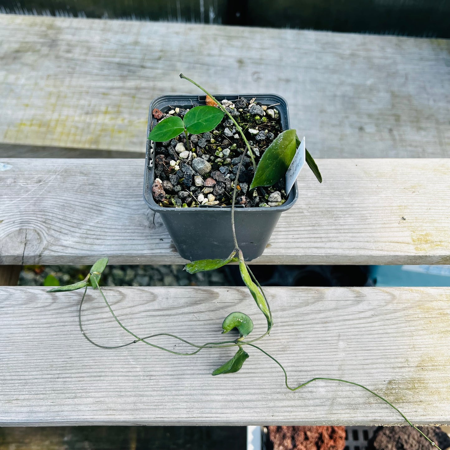 Ceropegia inornata