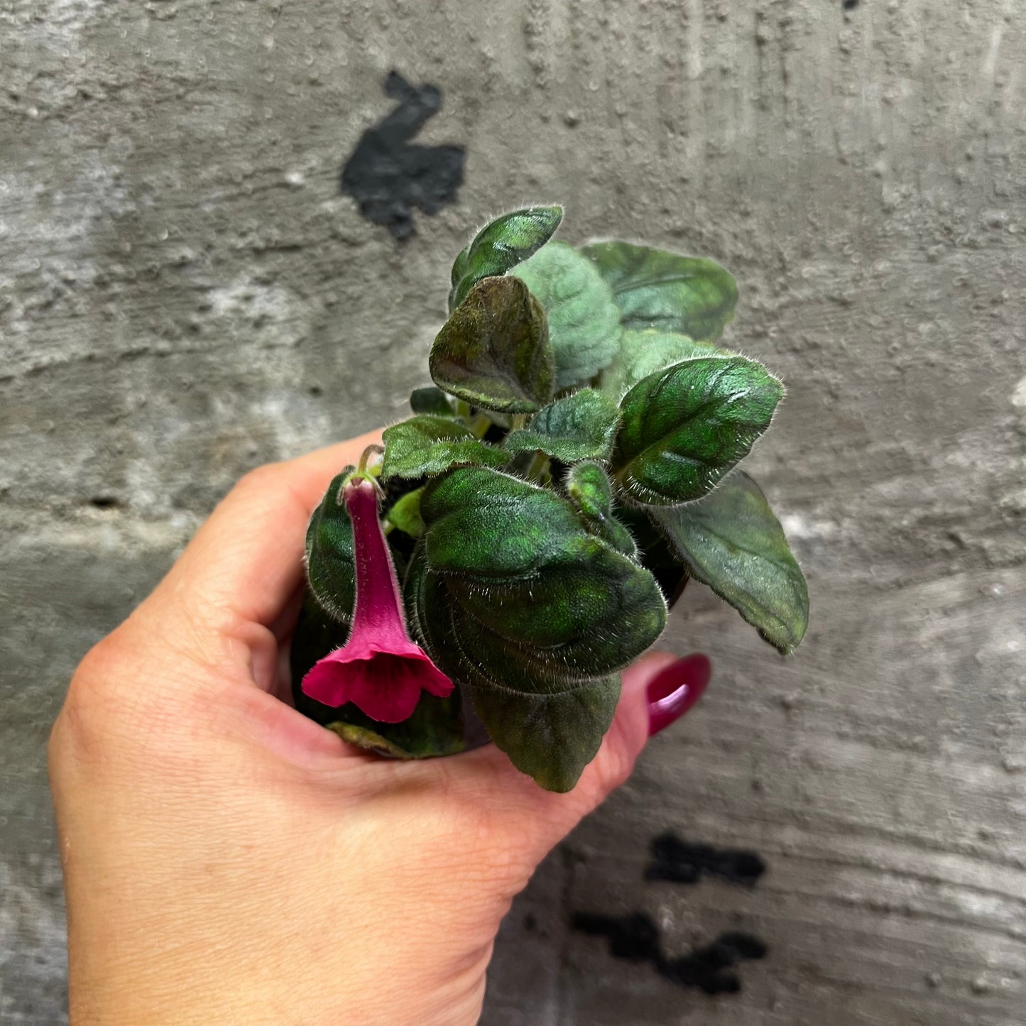 Sinningia Freya’s Kumquat hibrid 1