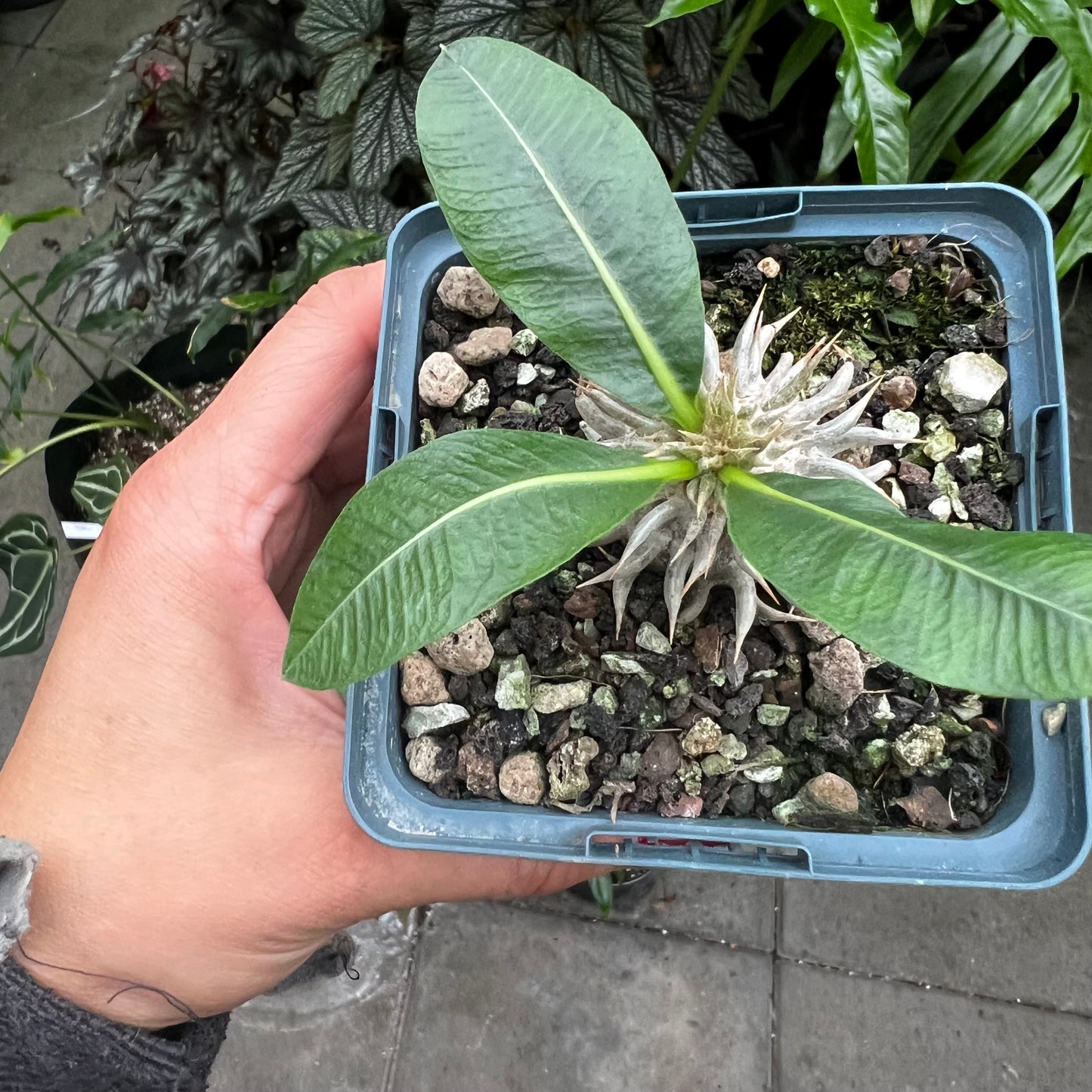 Pachypodium leucoxanthum