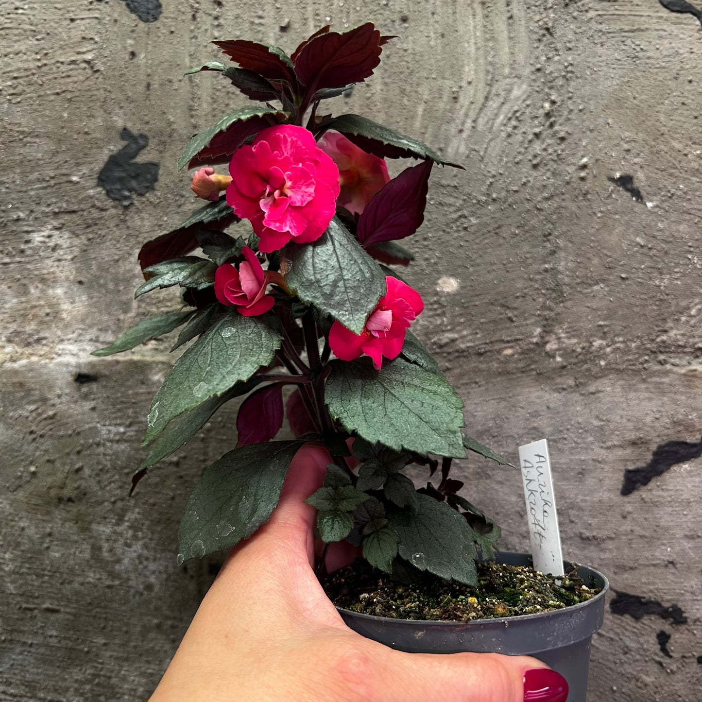 Achimenes Aurika Ashkroft, 8 cm potte