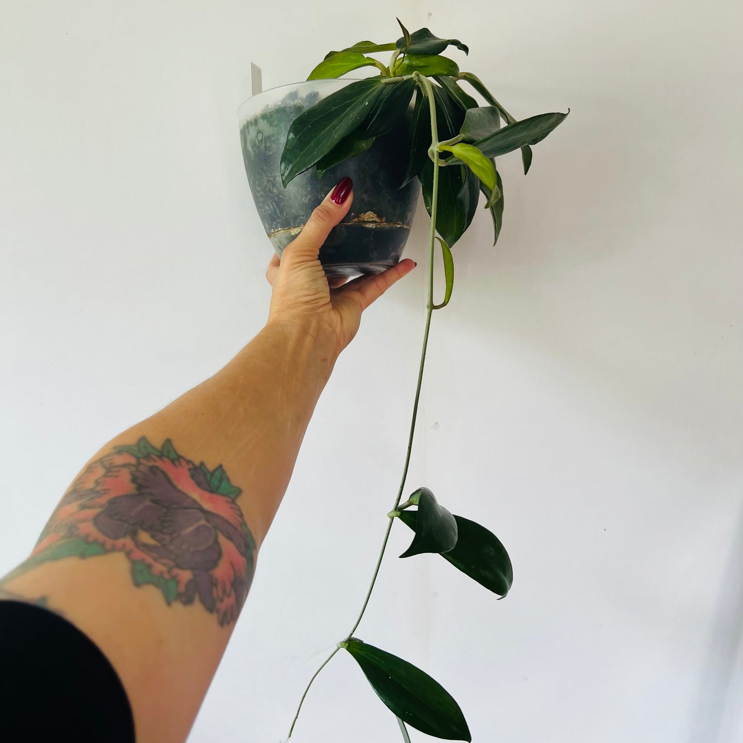 Hoya nicholsoniae