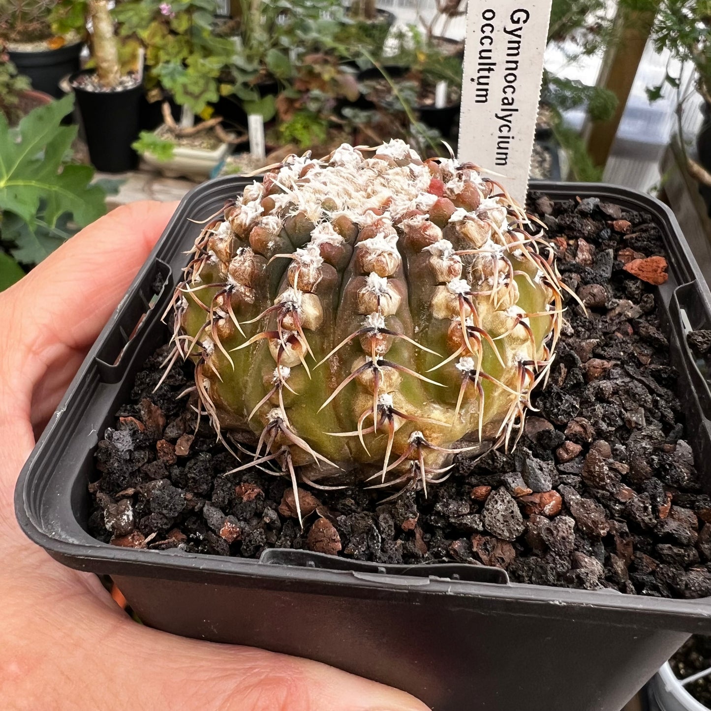 Gymnocalycium occultum