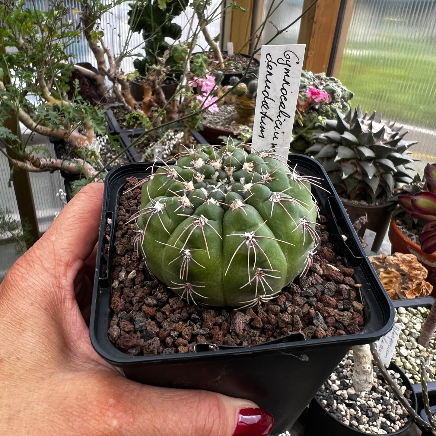 Gymnocalycium denudatum