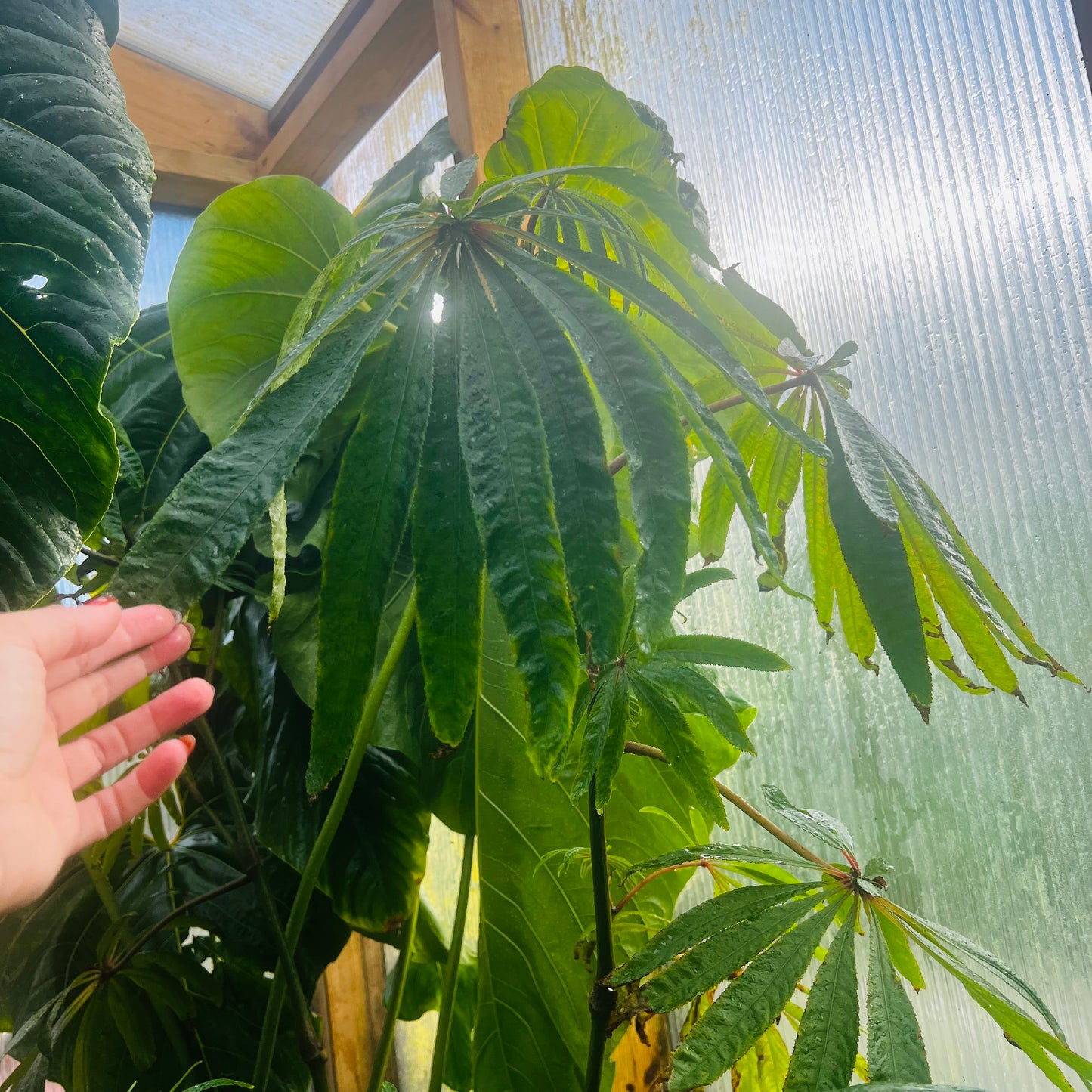 Begonia luxurians, uroted stikling