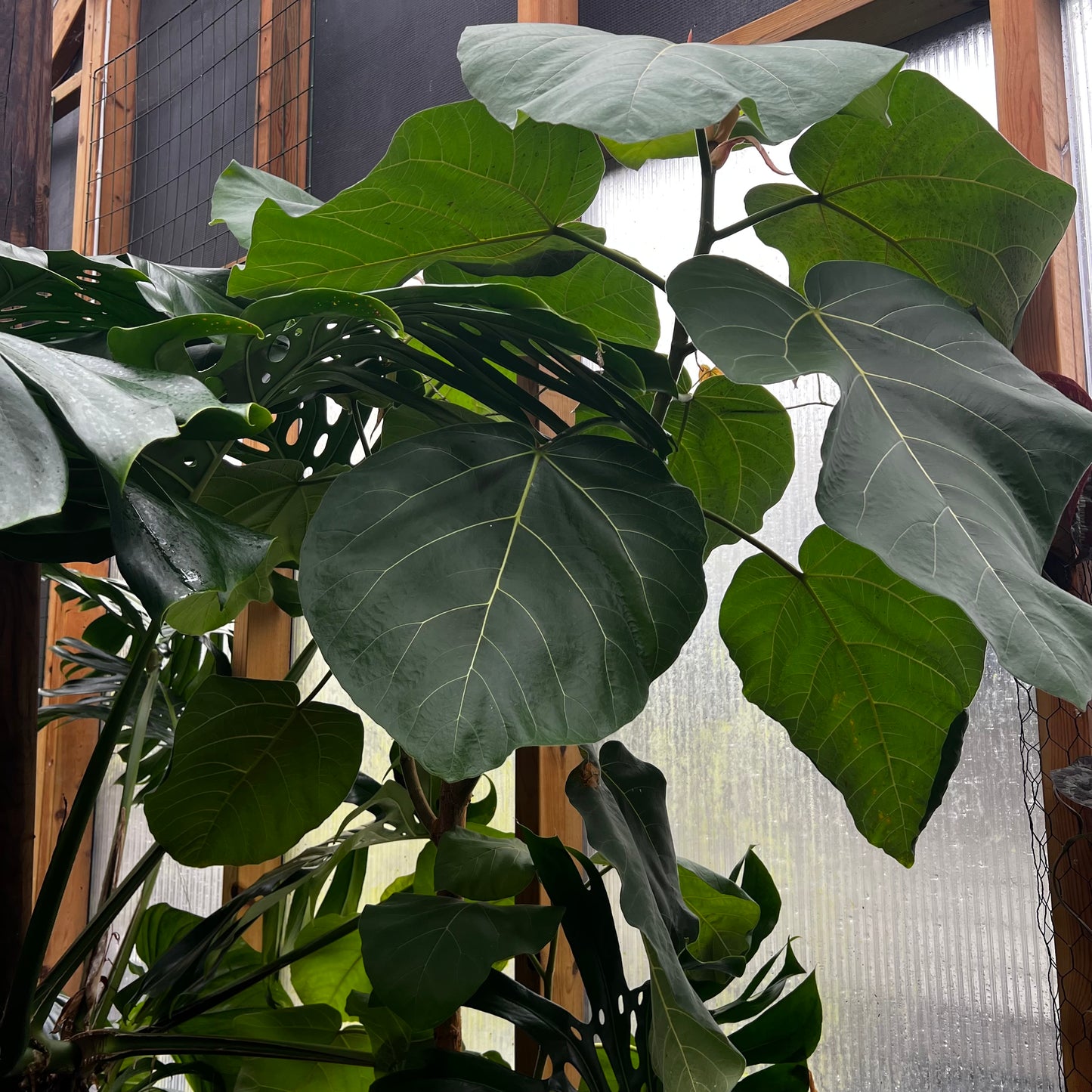 Ficus auriculata Everest, uroted stikling