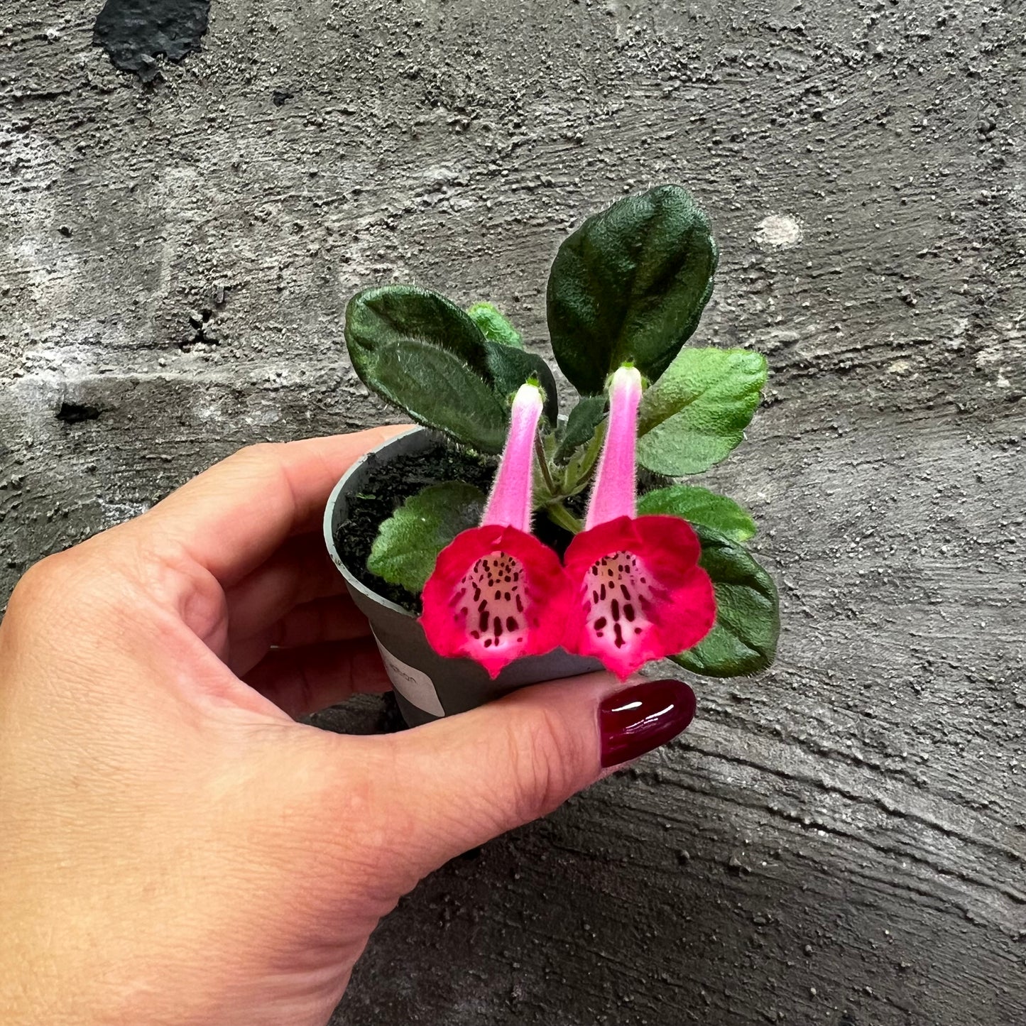 Sinningia SRG’s Peach Eruption hibrid 7
