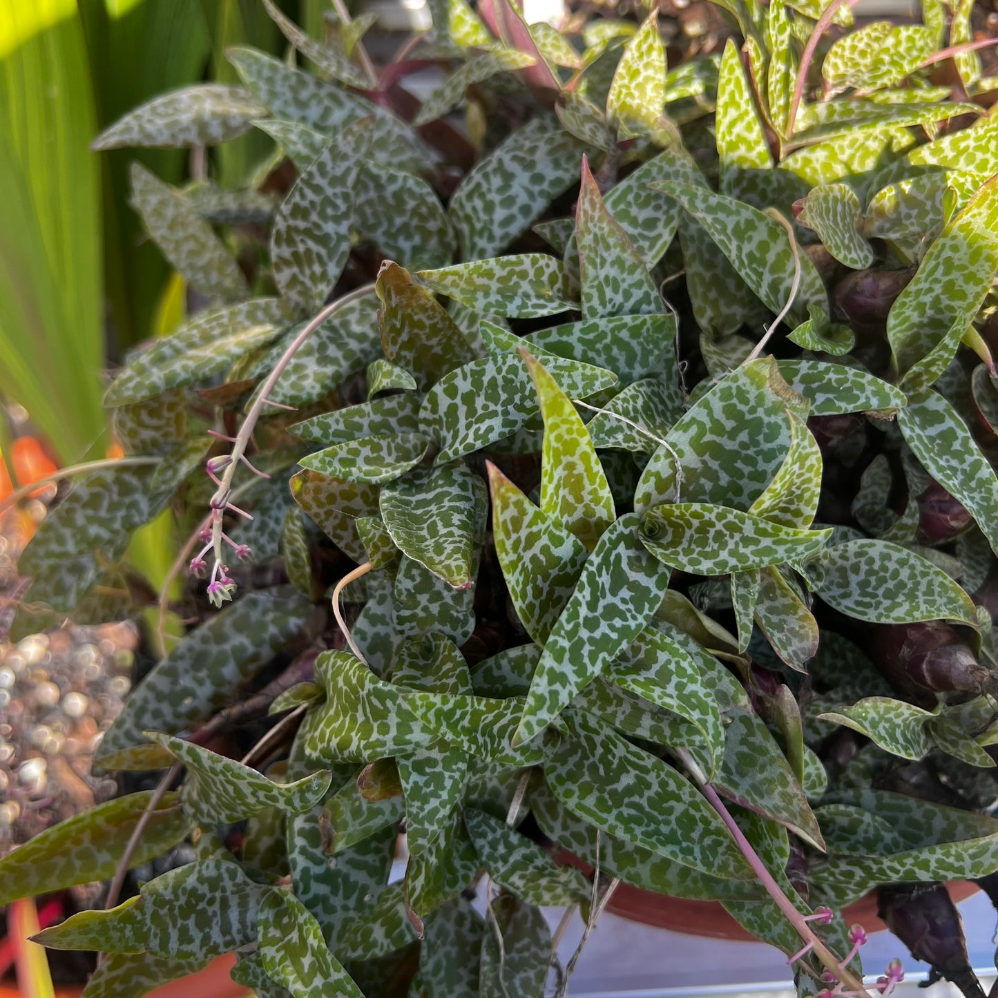 Ledebouria socialis 1, uroted delning