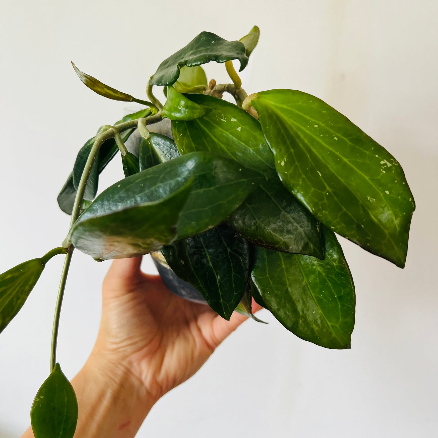 Hoya nicholsoniae