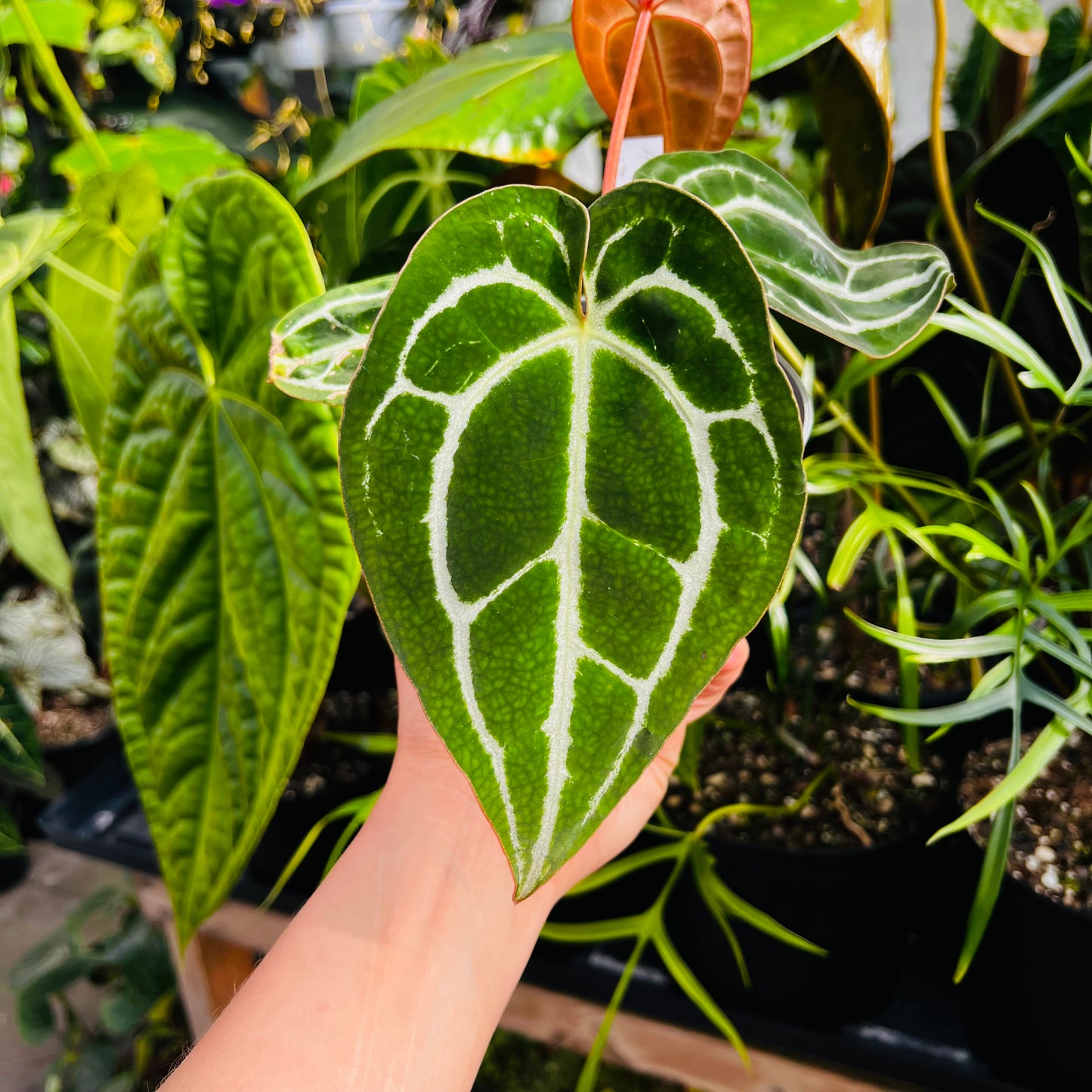 Anthurium Bigfoot x self