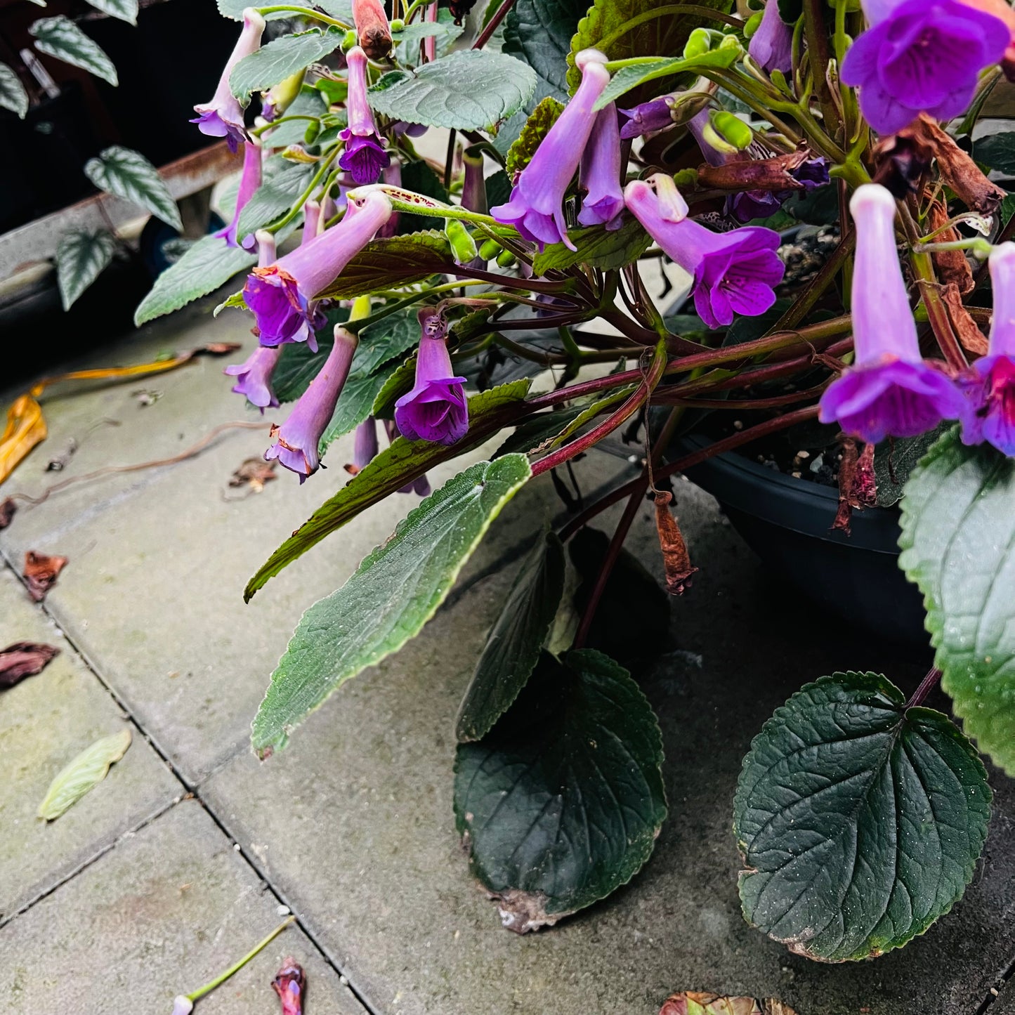 Sinningia HCY’s Merry Go ‘Round, uroted stikling