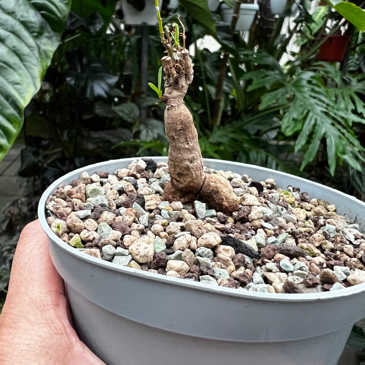 Euphorbia bongensis