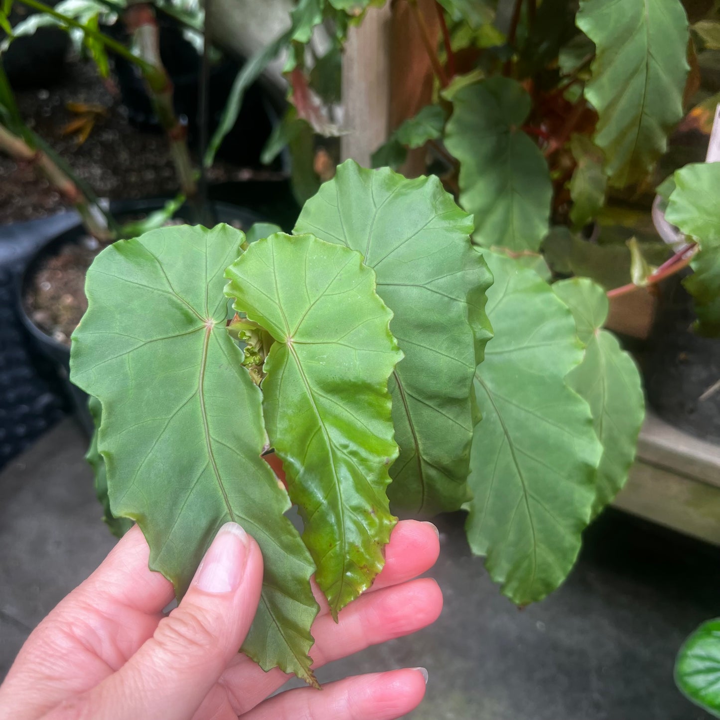 Begonia pulchella Uba tuba, uroted stikling