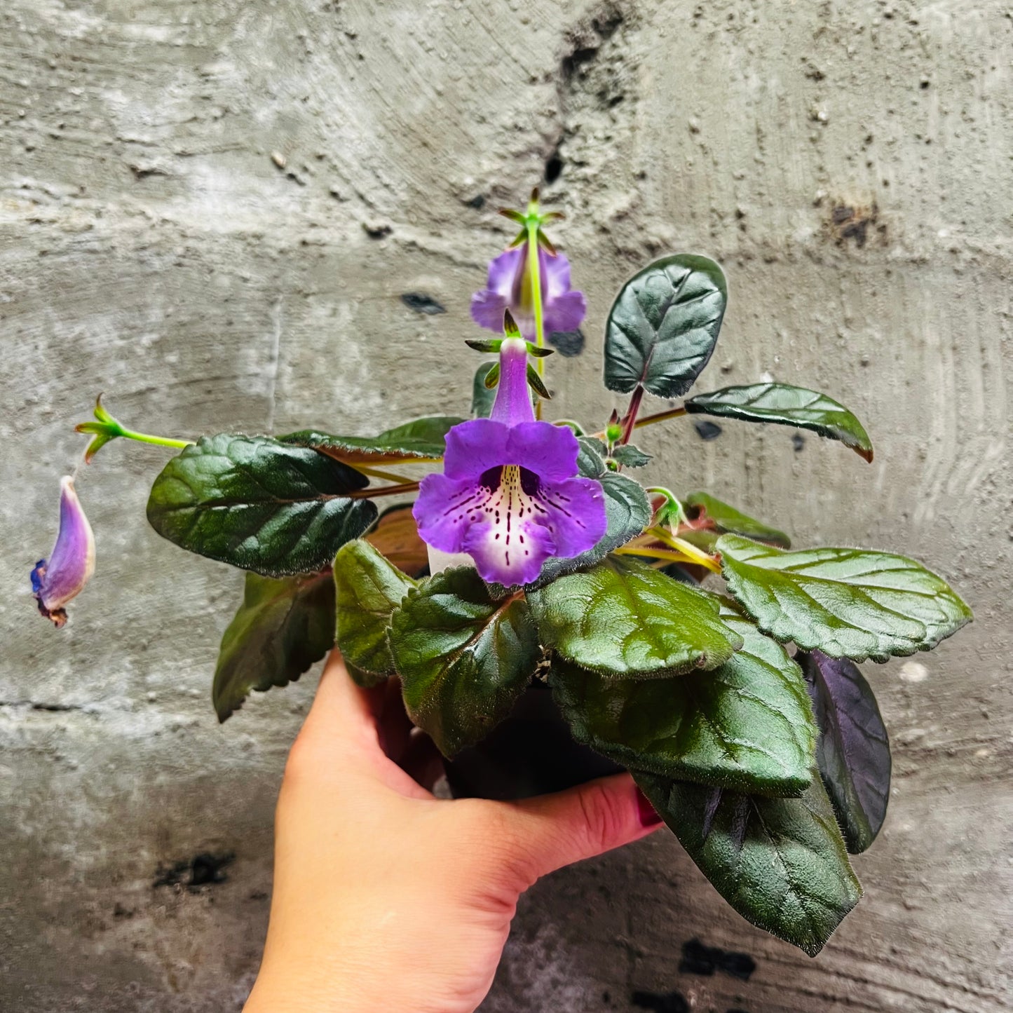 Sinningia SRG’s Blue Lagoon