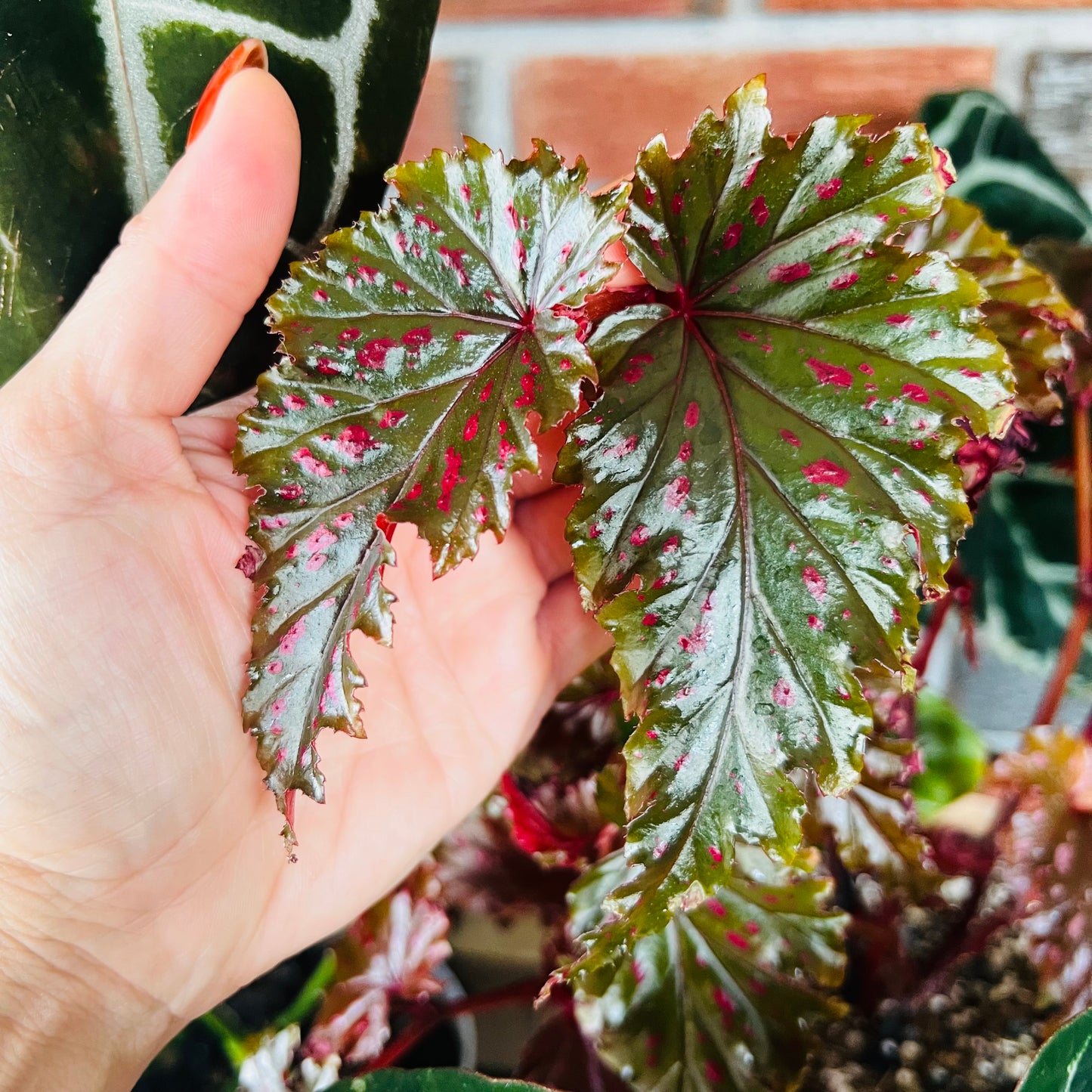 Begonia serratipetala, uroted stikling