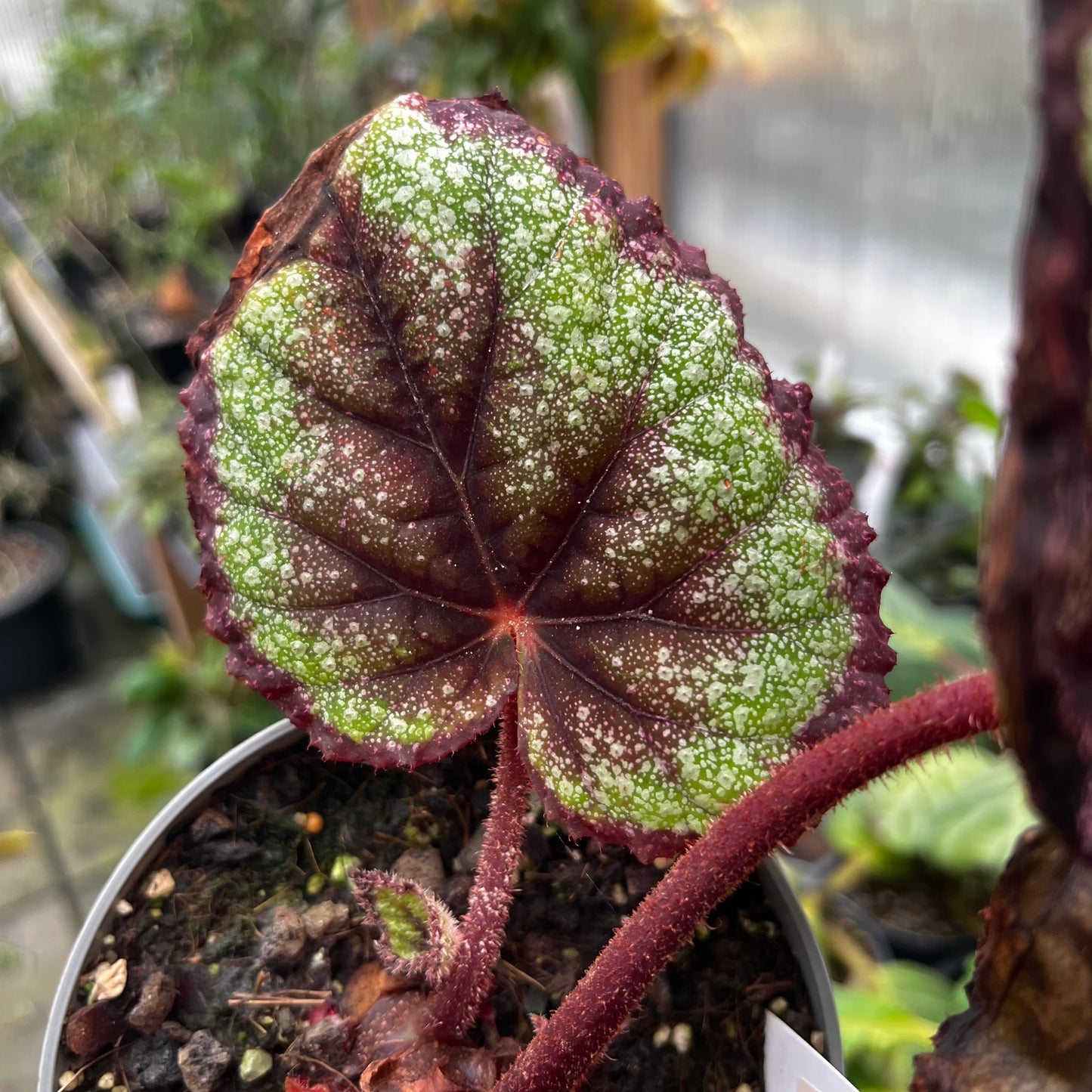 Begonia Rainbow
