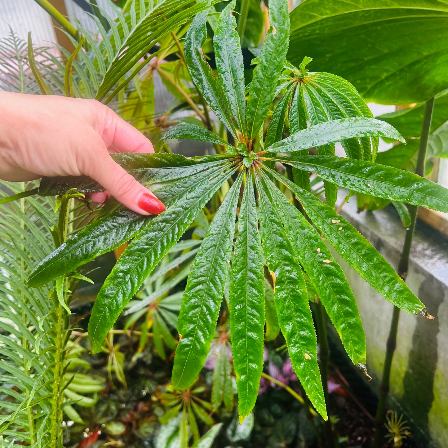 Begonia luxurians, uroted stikling
