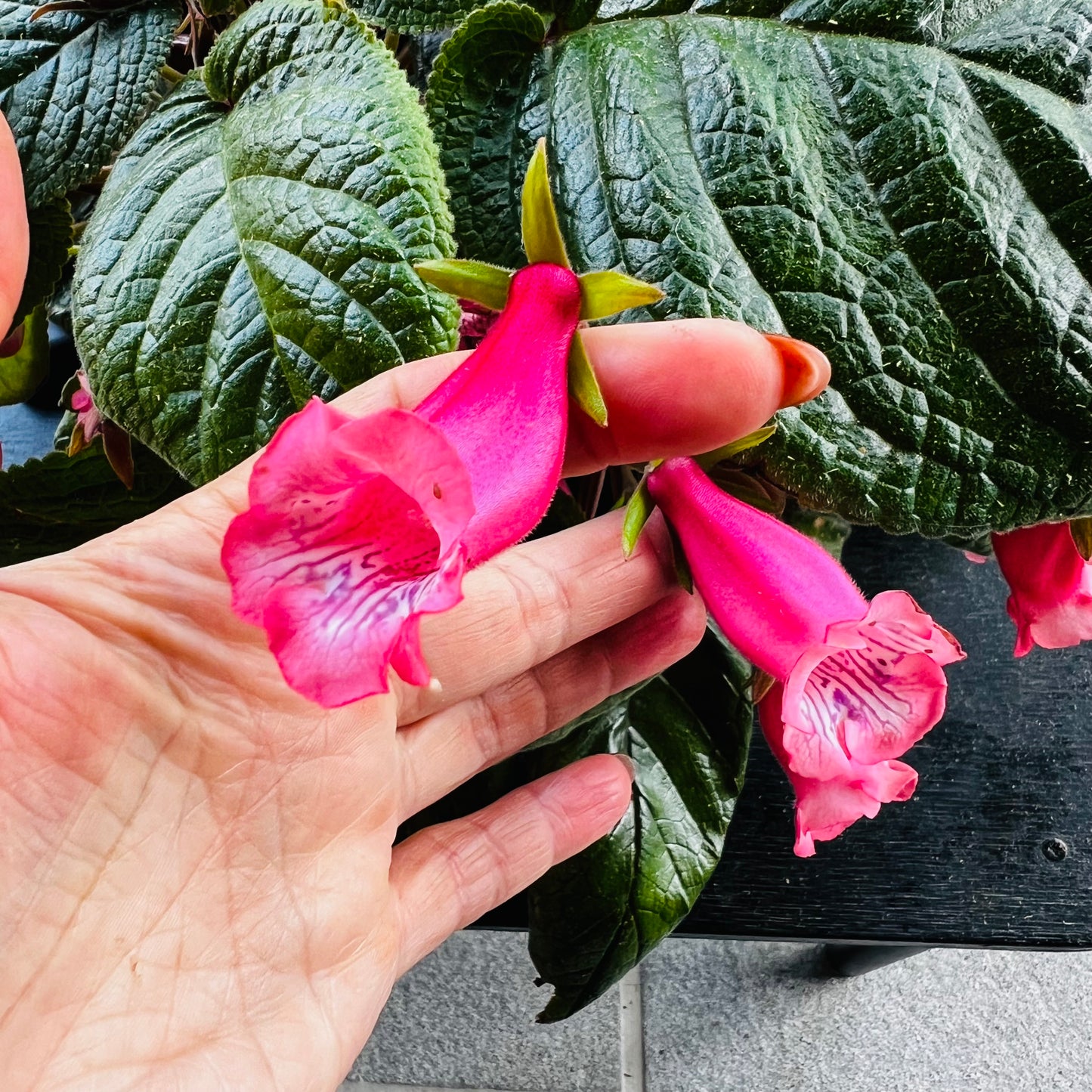 Sinningia Luci’s Pink Fondant, uroted stikling