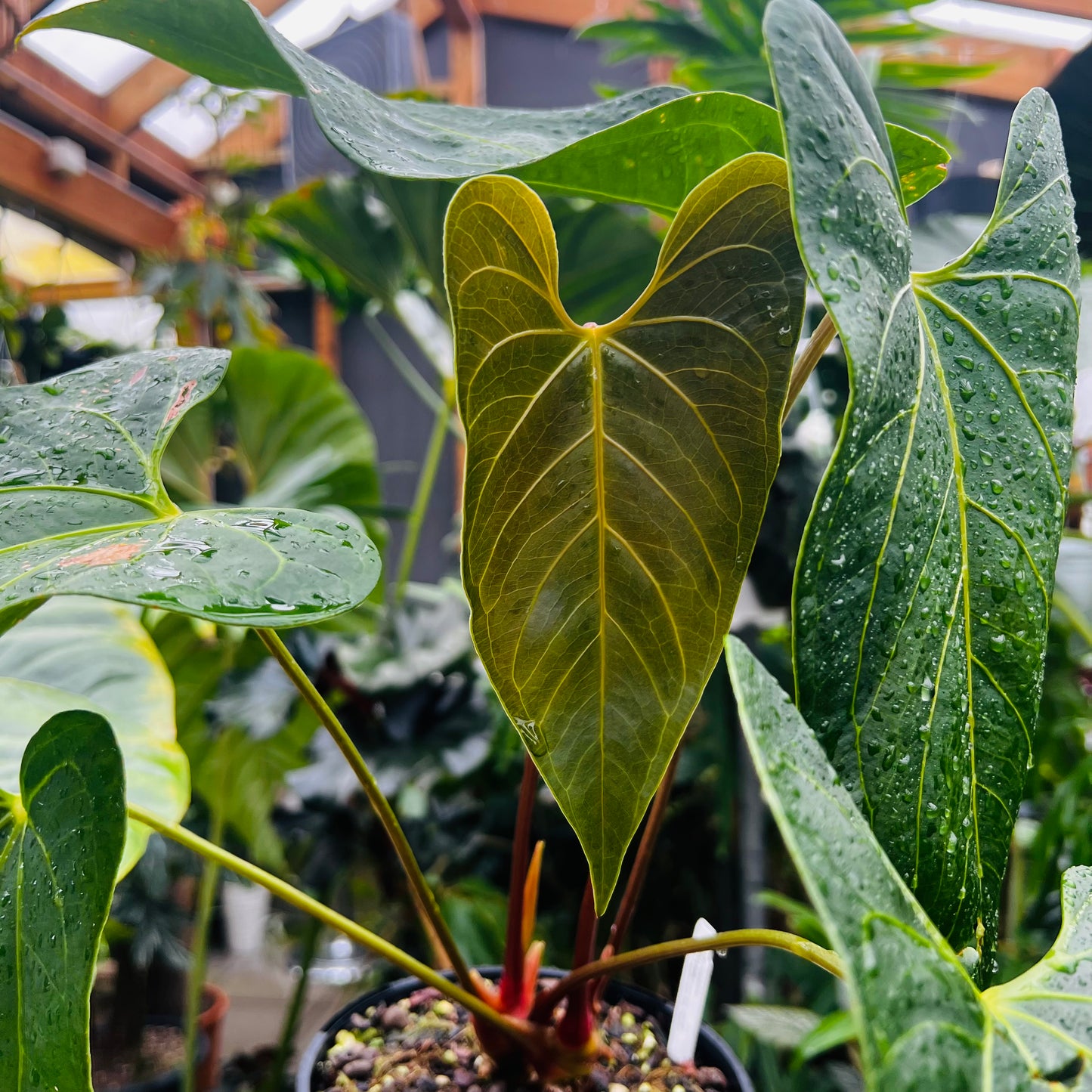 Anthurium Royalty