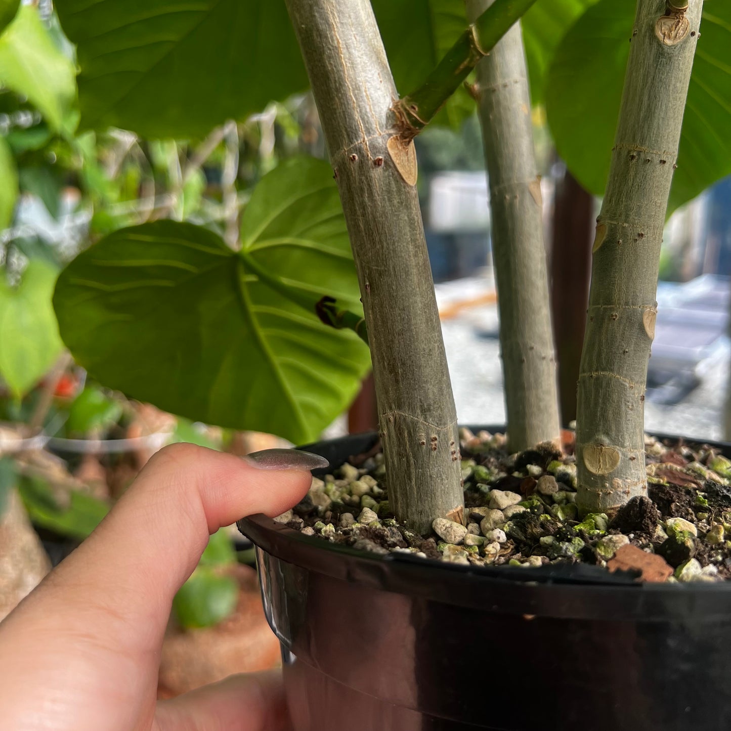 Ficus umbellata, barroted plante