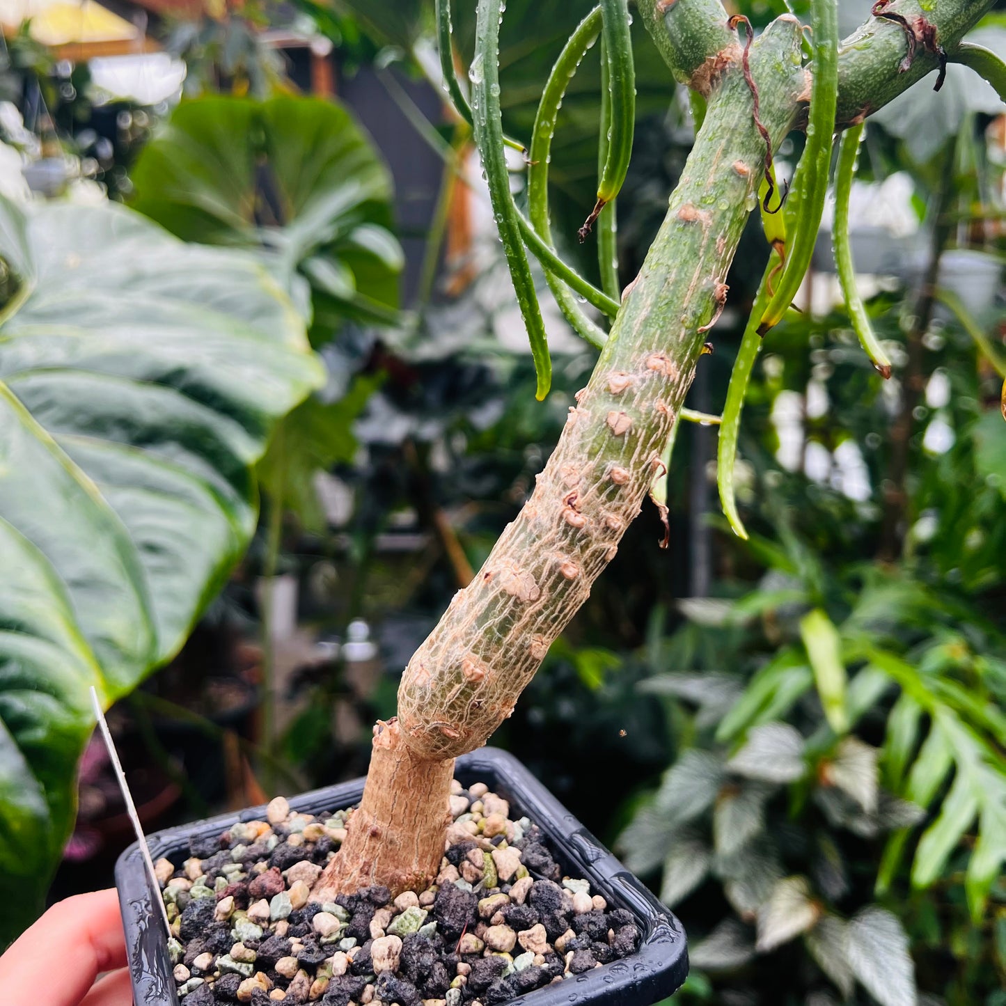 Kleinia sp.Bamba