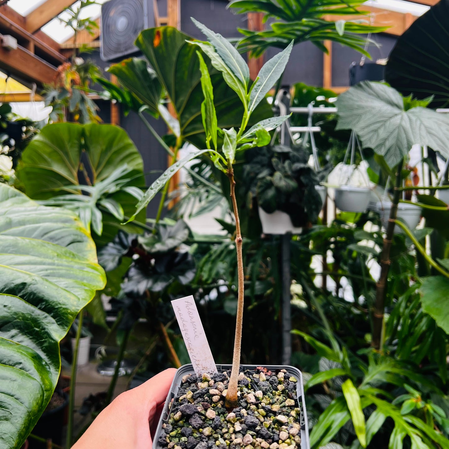 Adansonia madagascariensis