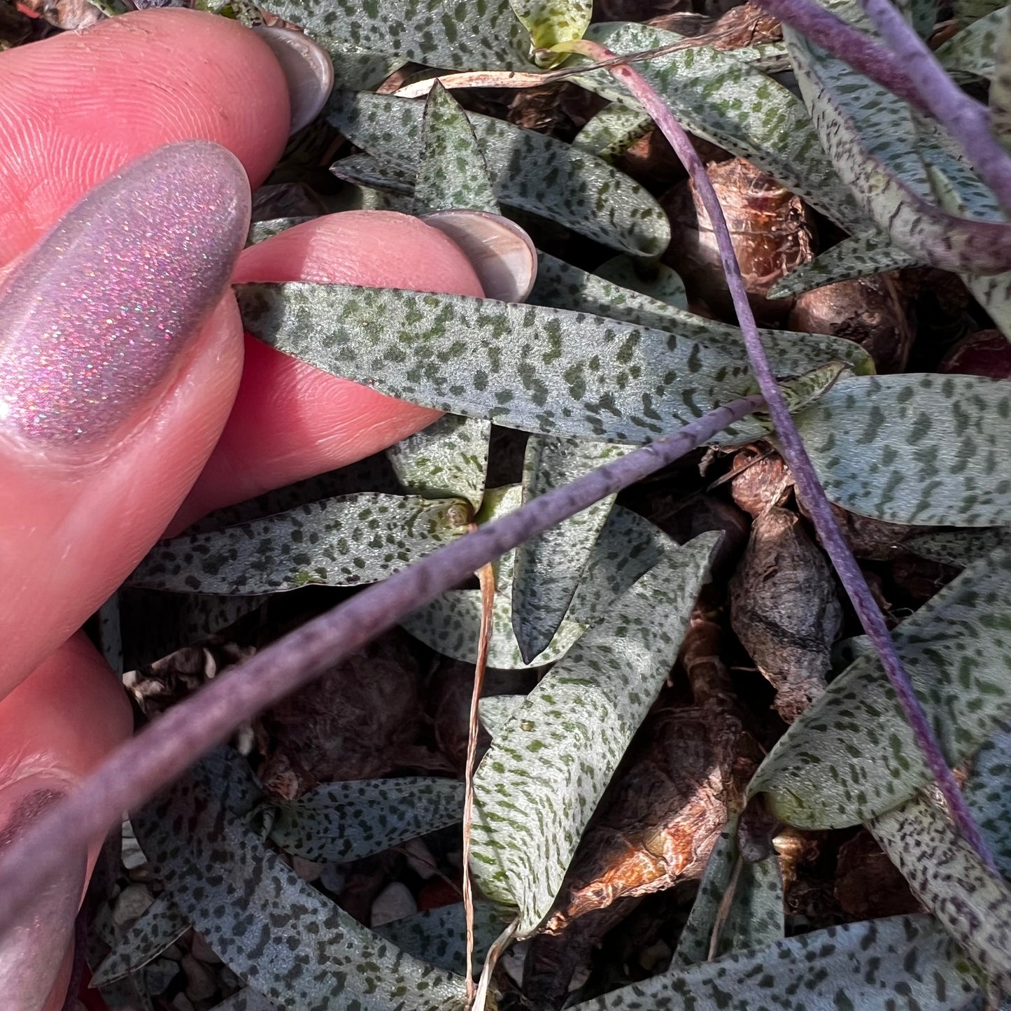 Ledebouria socialis var.minor, uroted delning